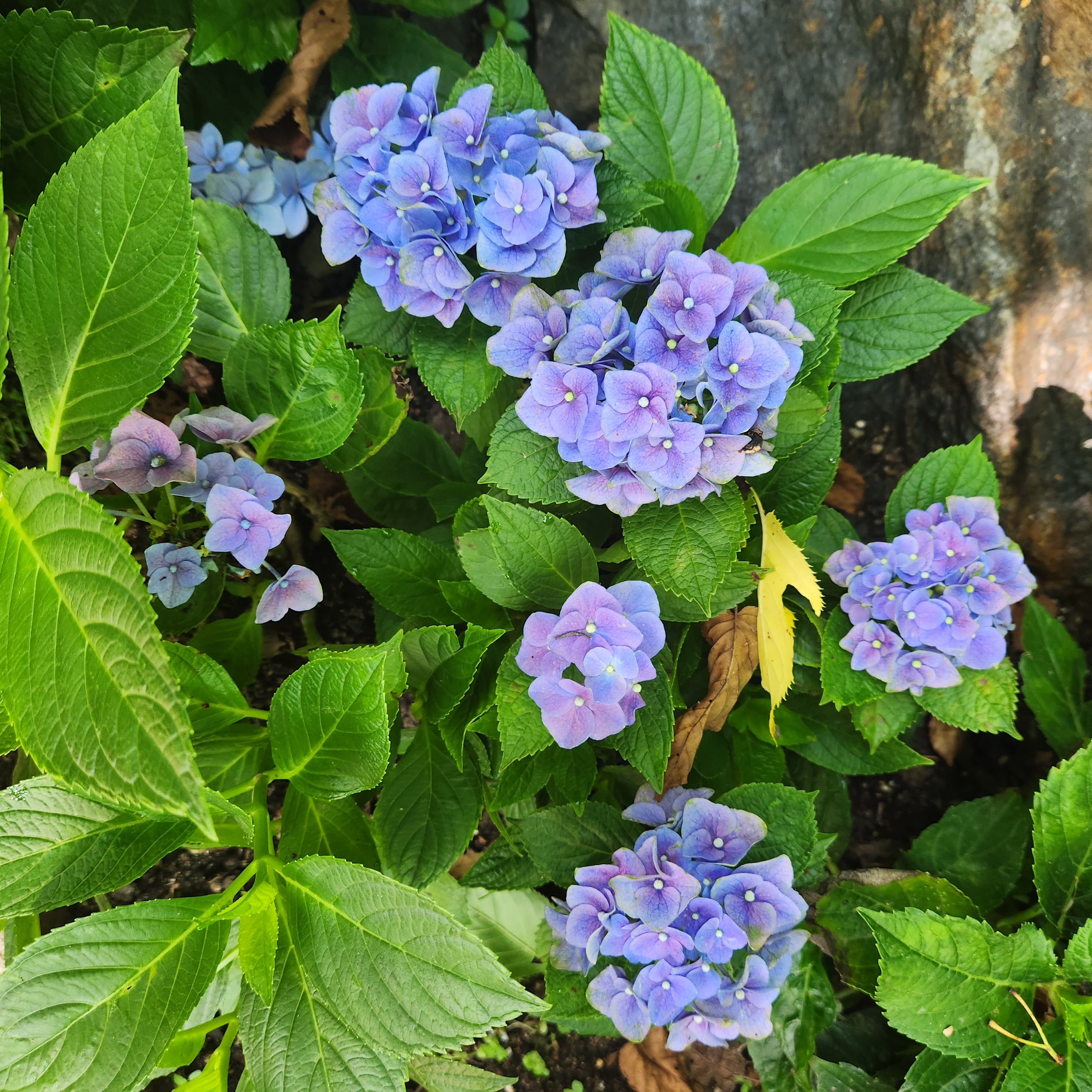 5630474님의 스타일