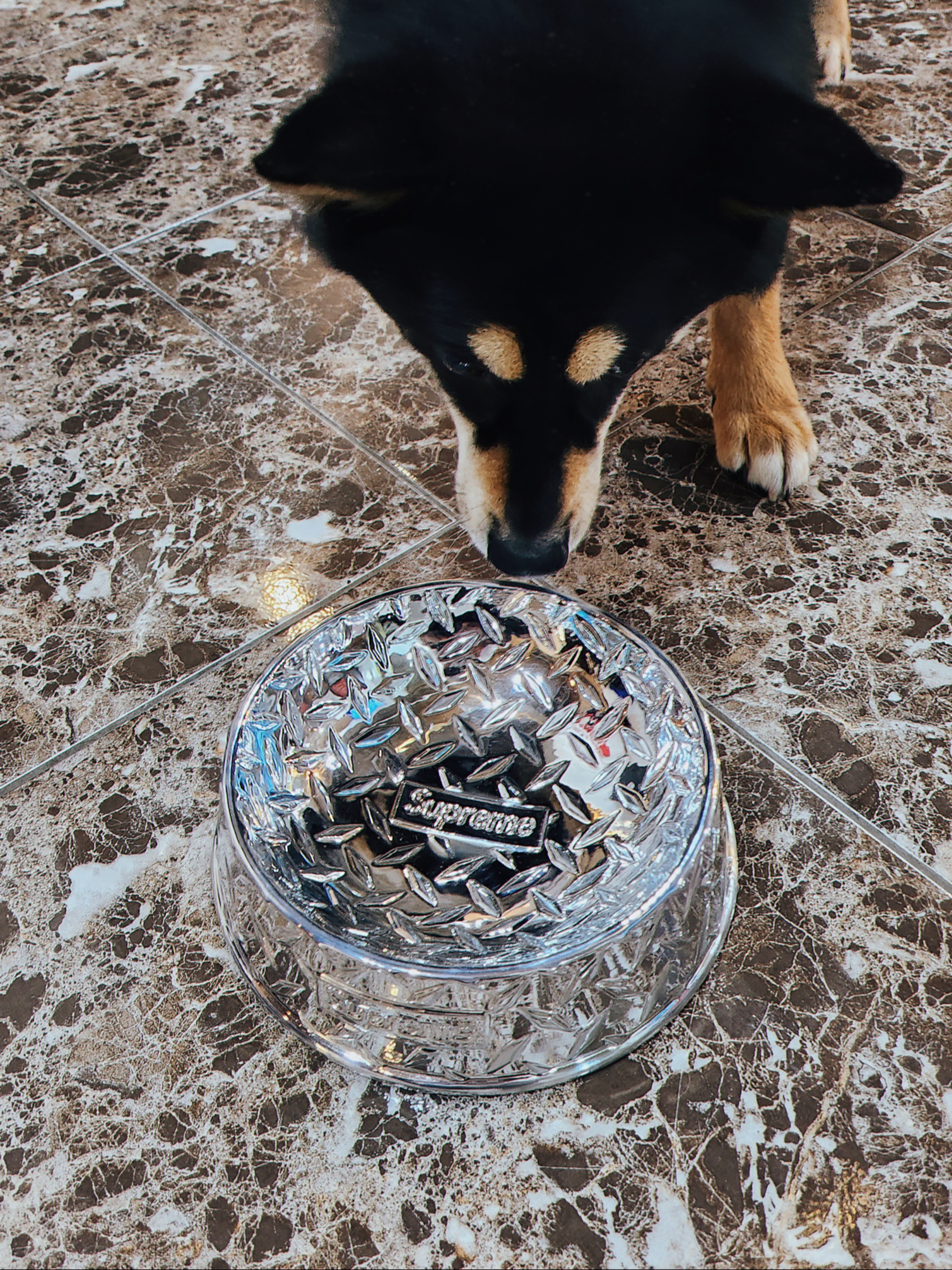 Supreme Diamond Plate Dog Bowl Silver - 23SS 착용 스타일