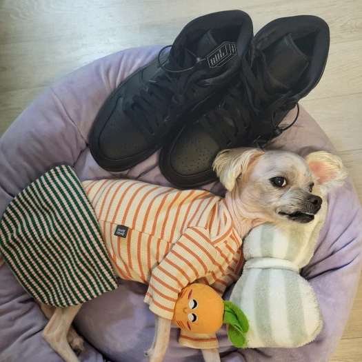 스타일 카드