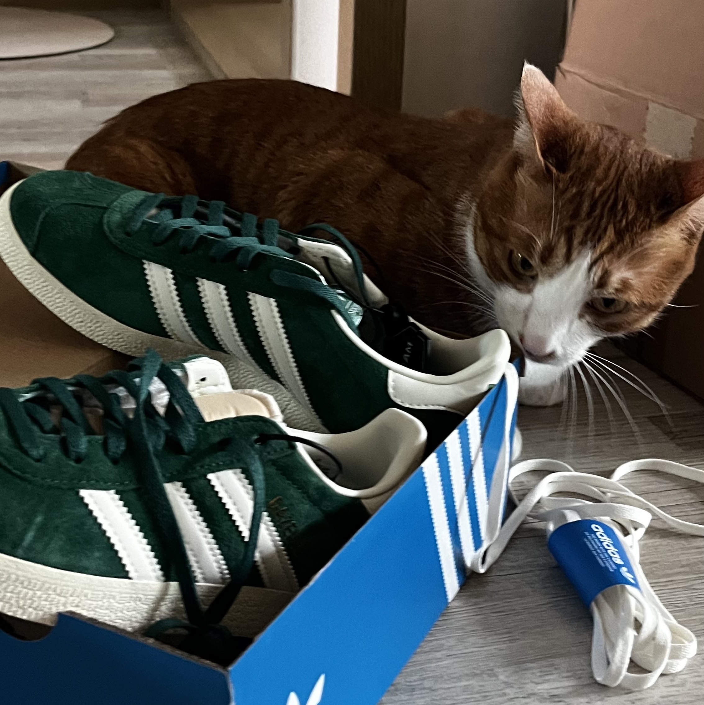 Adidas Gazelle Dark Green Cream White 착용 스타일 - 2