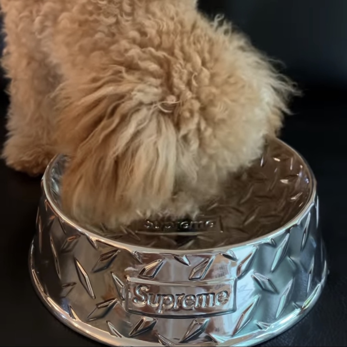 Supreme Diamond Plate Dog Bowl Silver - 23SS 착용 스타일