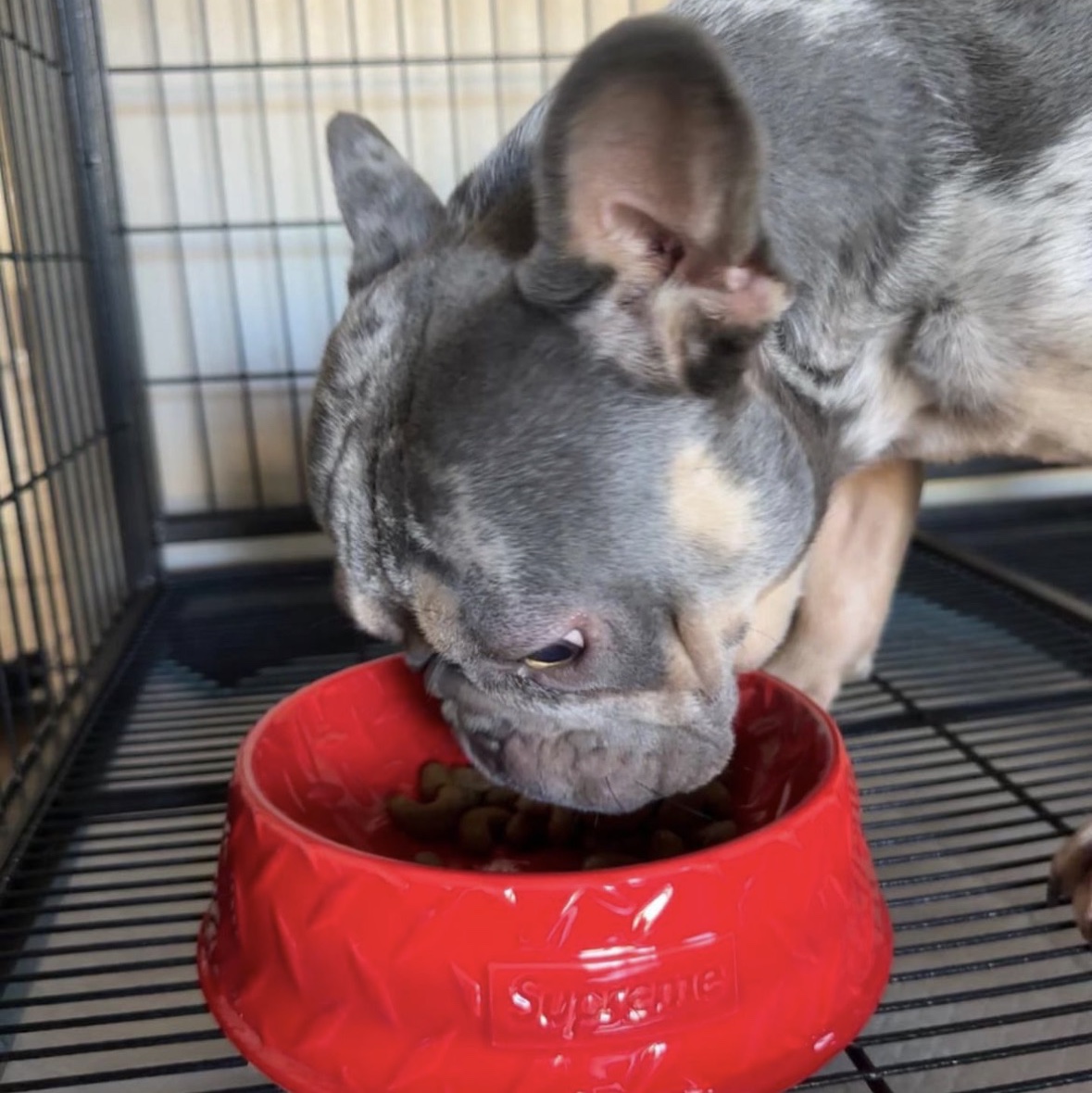 Supreme Diamond Plate Dog Bowl Red - 23SS 착용 스타일