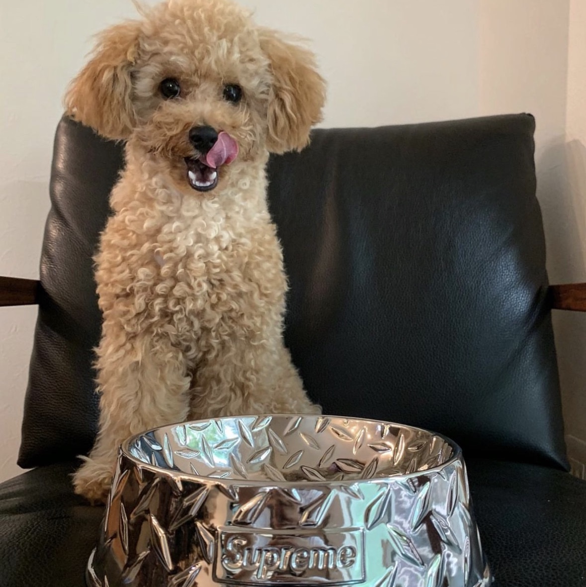 Supreme Diamond Plate Dog Bowl Silver - 23SS 착용 스타일