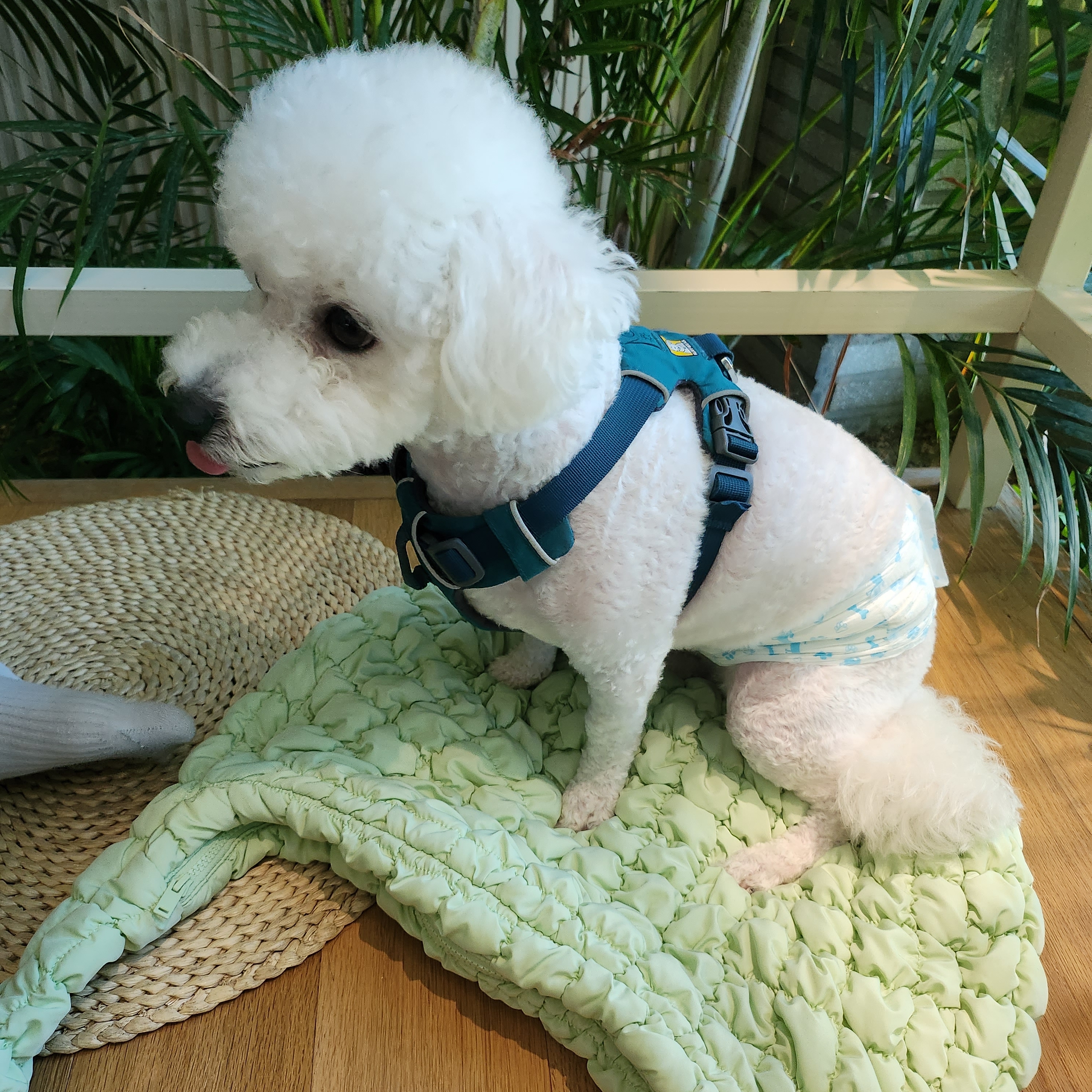 COS Quilted Oversized Shoulder Bag Green 착용 스타일