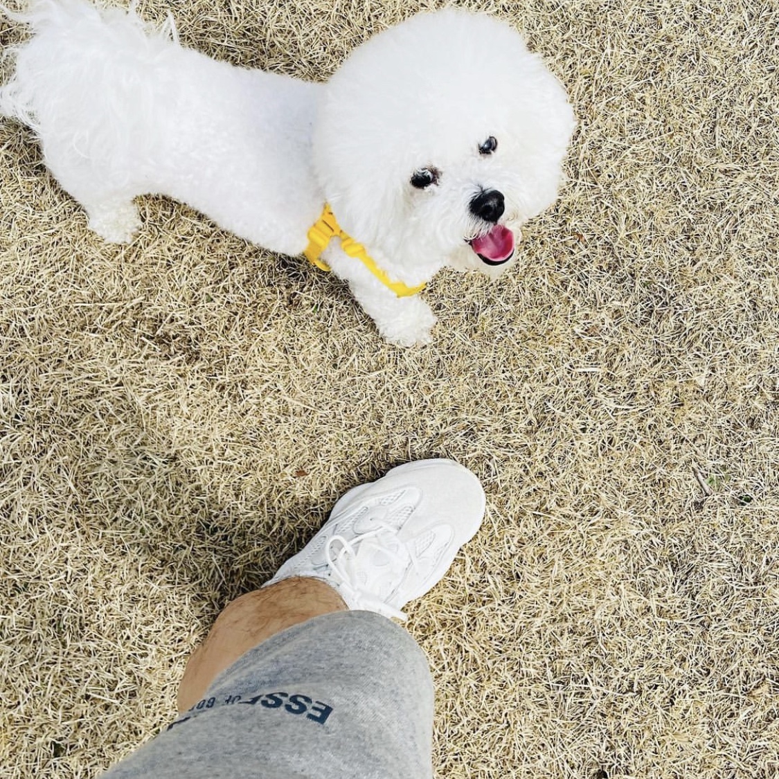 Adidas Yeezy 500 Bone White, Essentials Fleece Shorts Cement - 20FW 착용 스타일 - 2