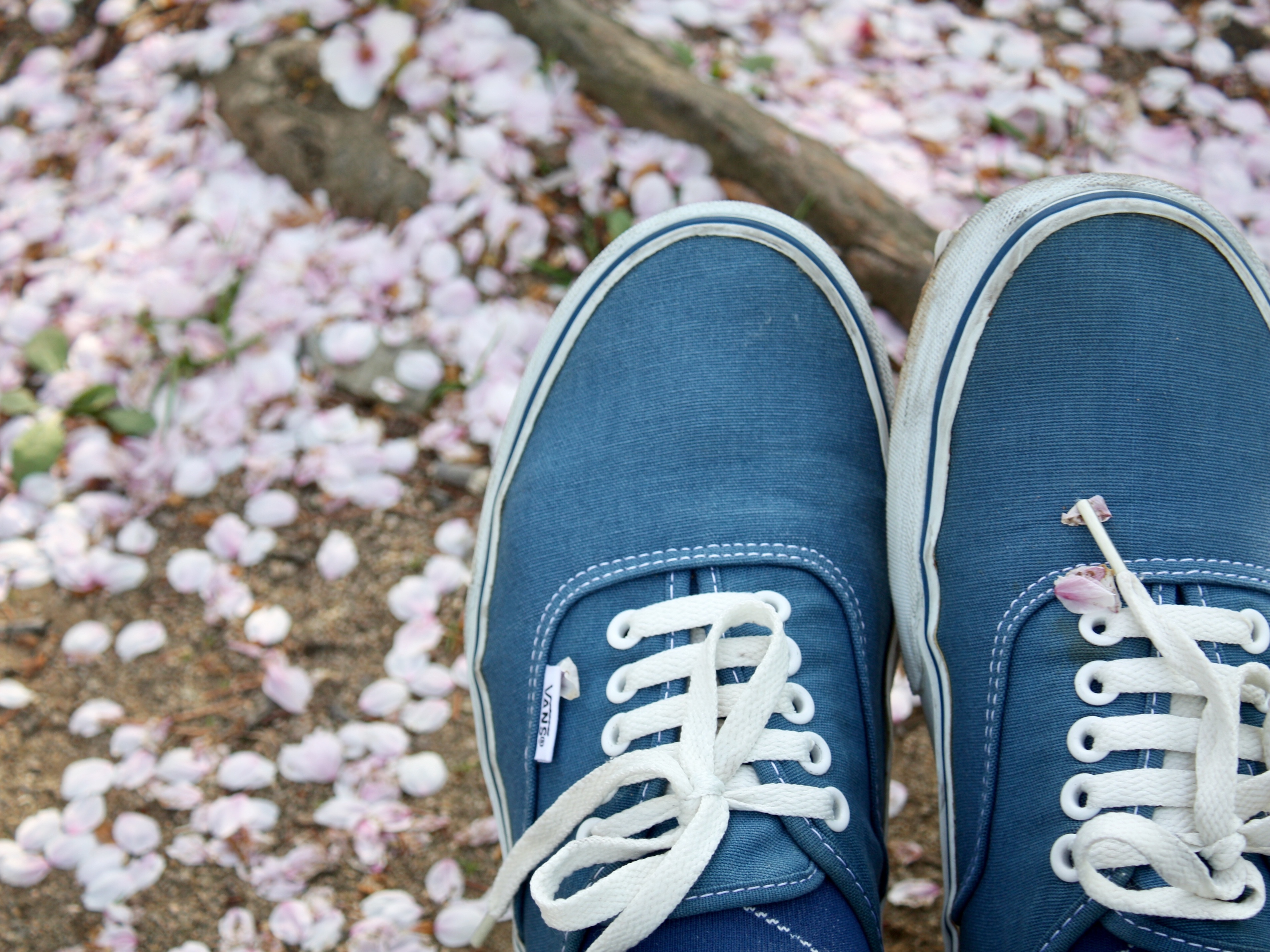 Vans Authentic Navy 착용 스타일