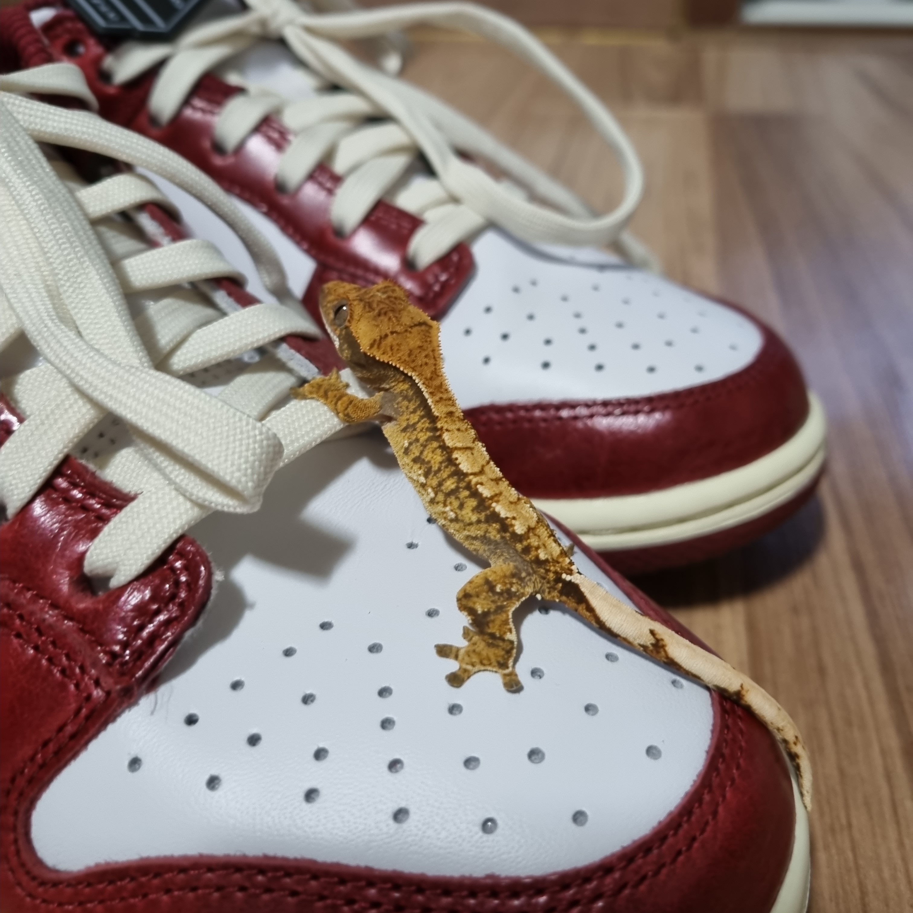 (W) Nike Dunk Low Retro PRM Team Red and White 착용 스타일 - 2