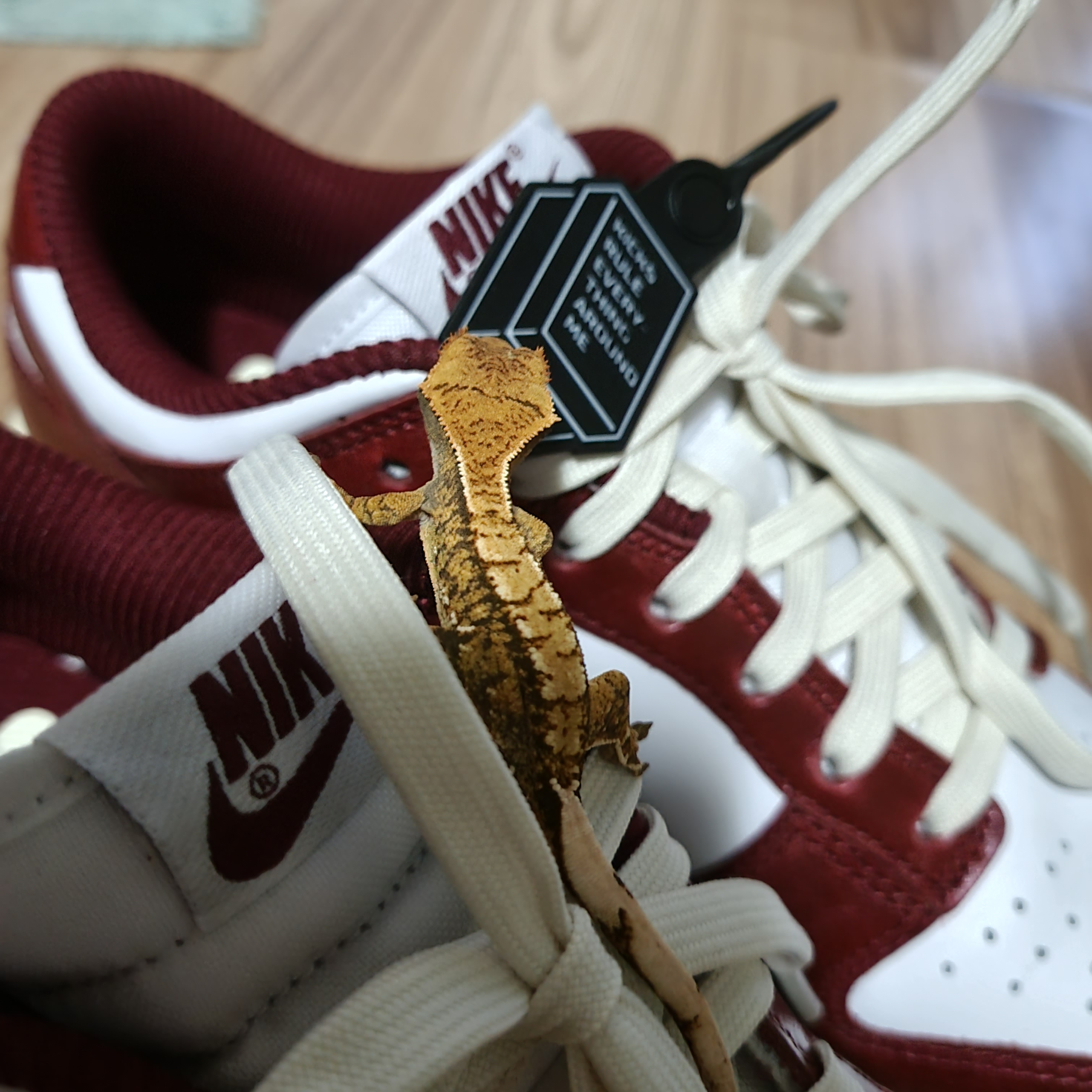 (W) Nike Dunk Low Retro PRM Team Red and White 착용 스타일 - 3
