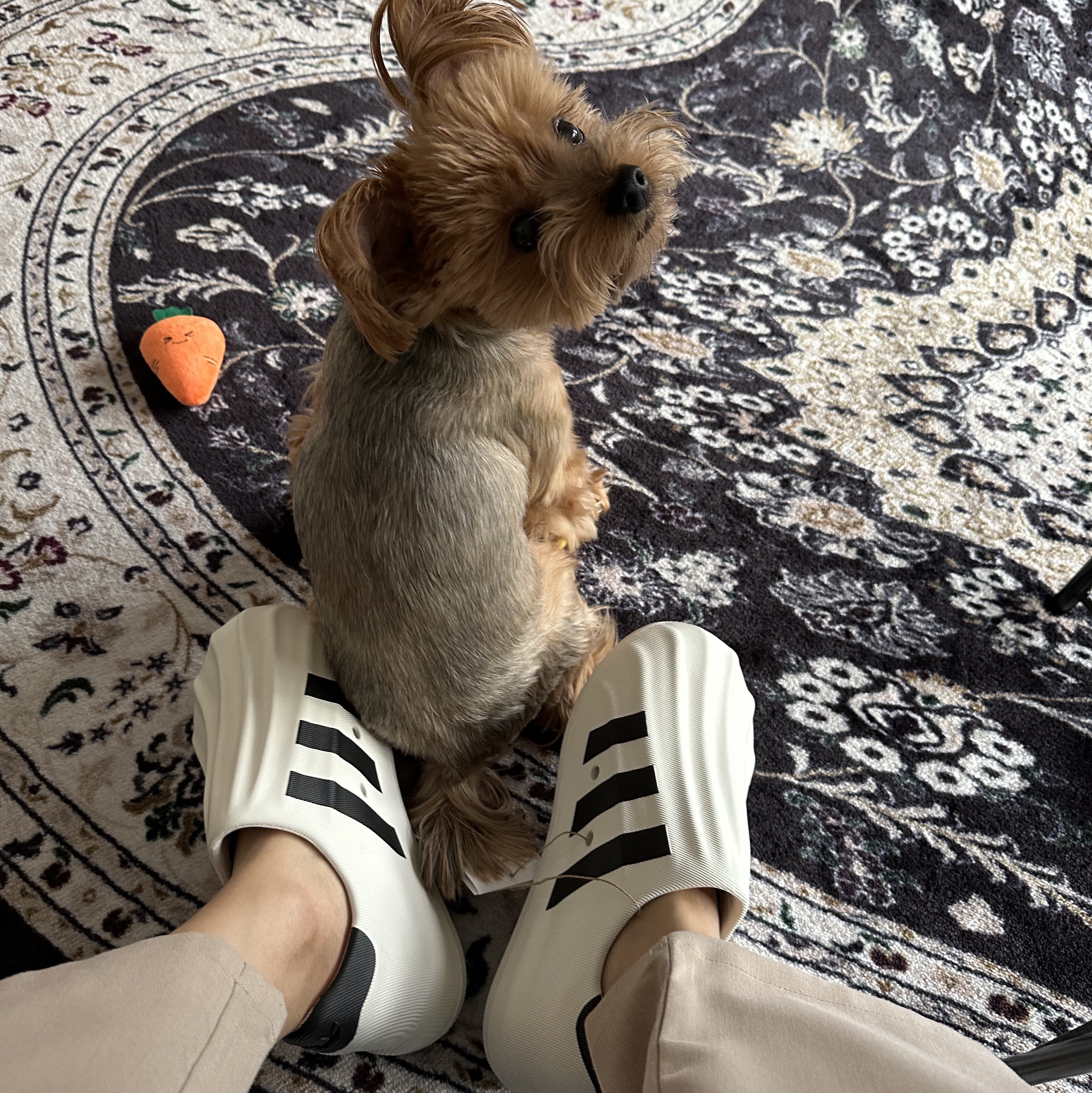 Adidas Adifom Superstar Core White 착용 스타일