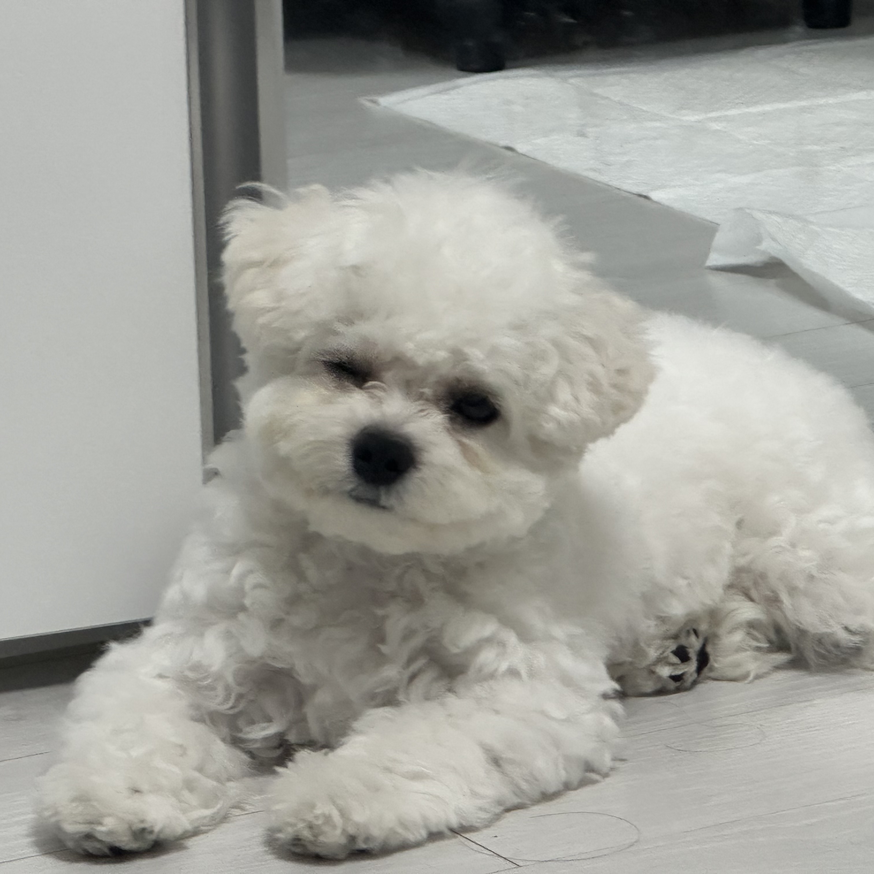Supreme Diamond Plate Dog Bowl Red - 23SS, Supreme Diamond Plate Dog Bowl Silver - 23SS 착용 스타일 - 2