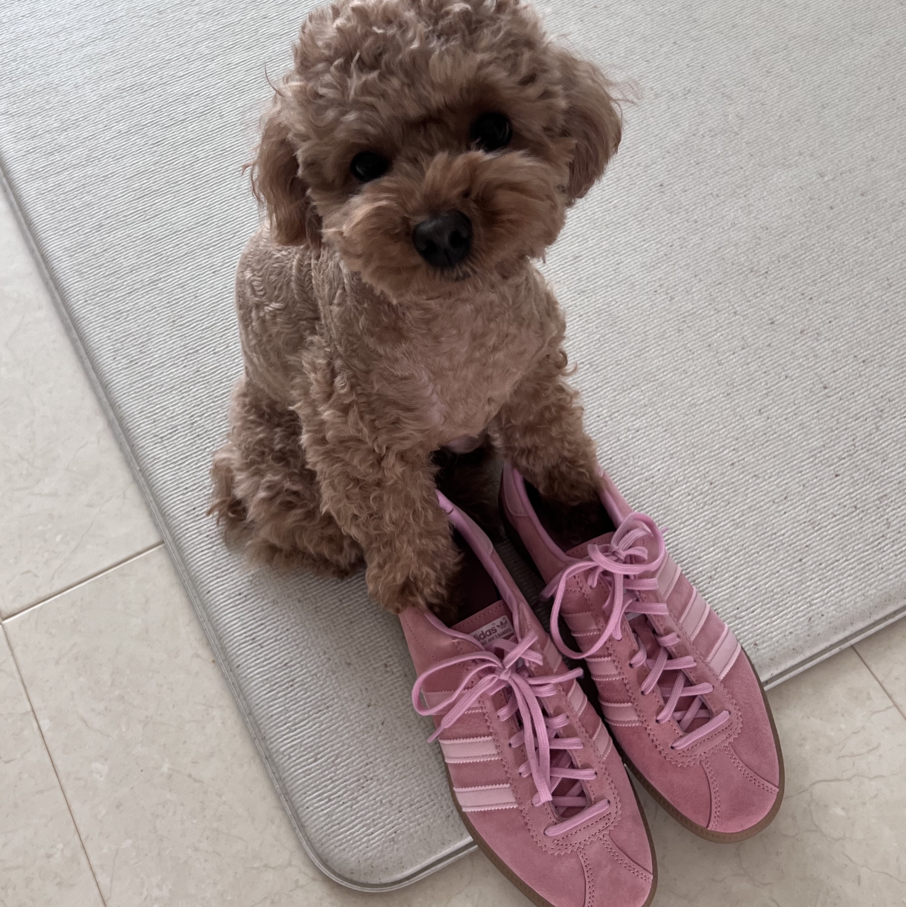 Adidas Bermuda Glow Pink 착용 스타일