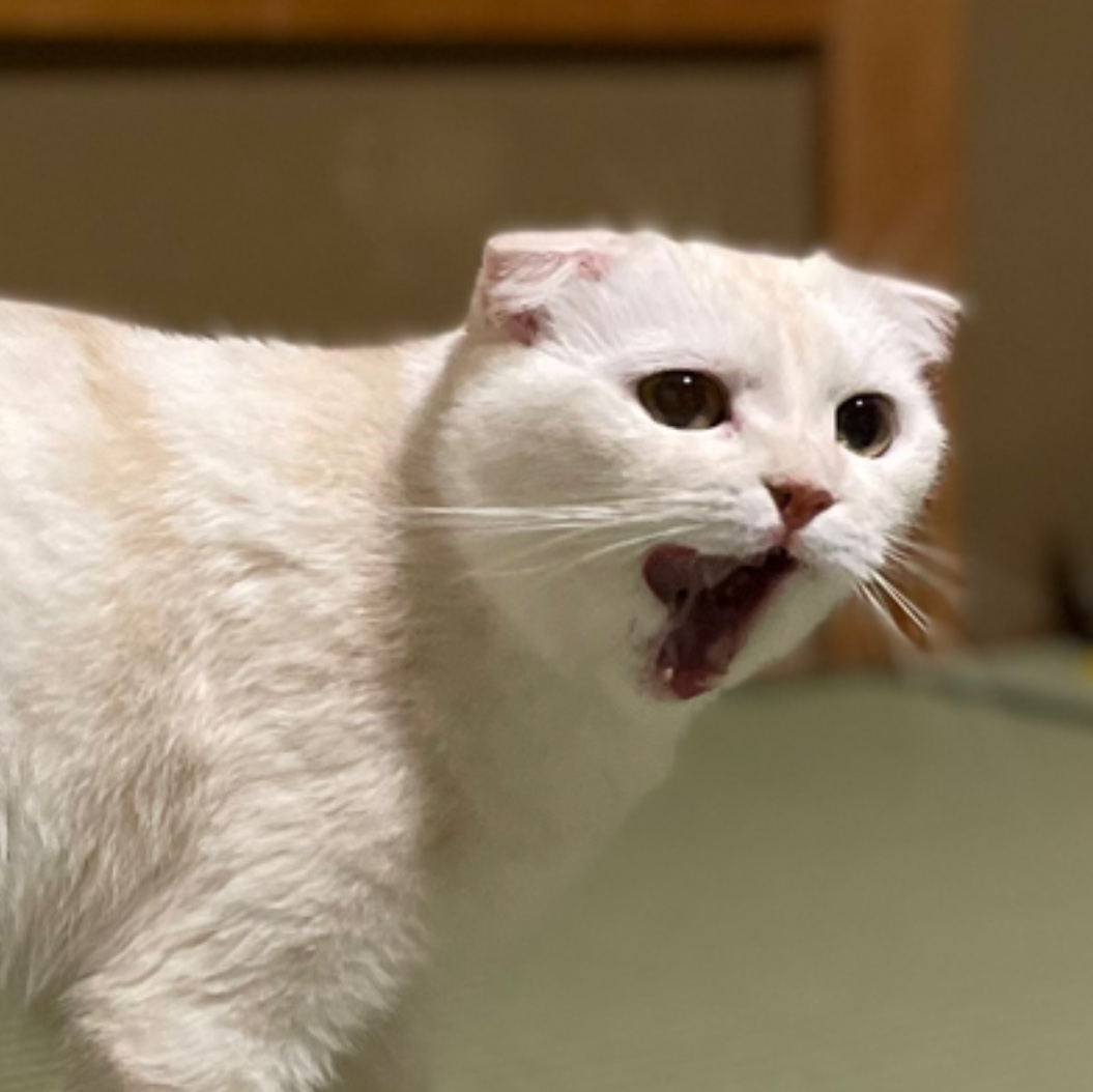 KREAM 스타일 - 2