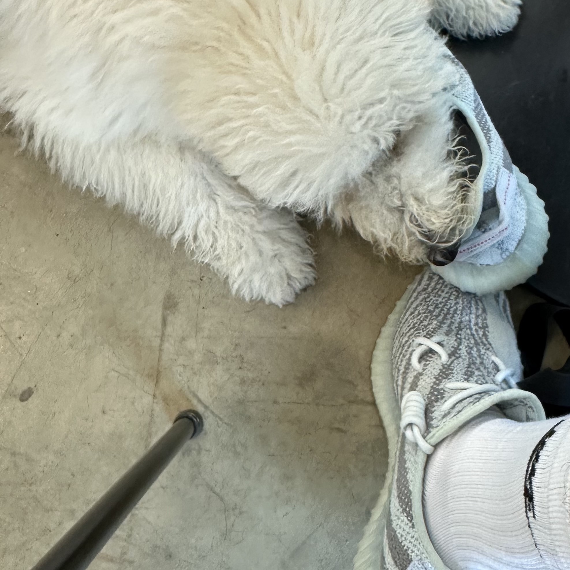Adidas Yeezy Boost 350 V2 Blue Tint 2017 착용 스타일