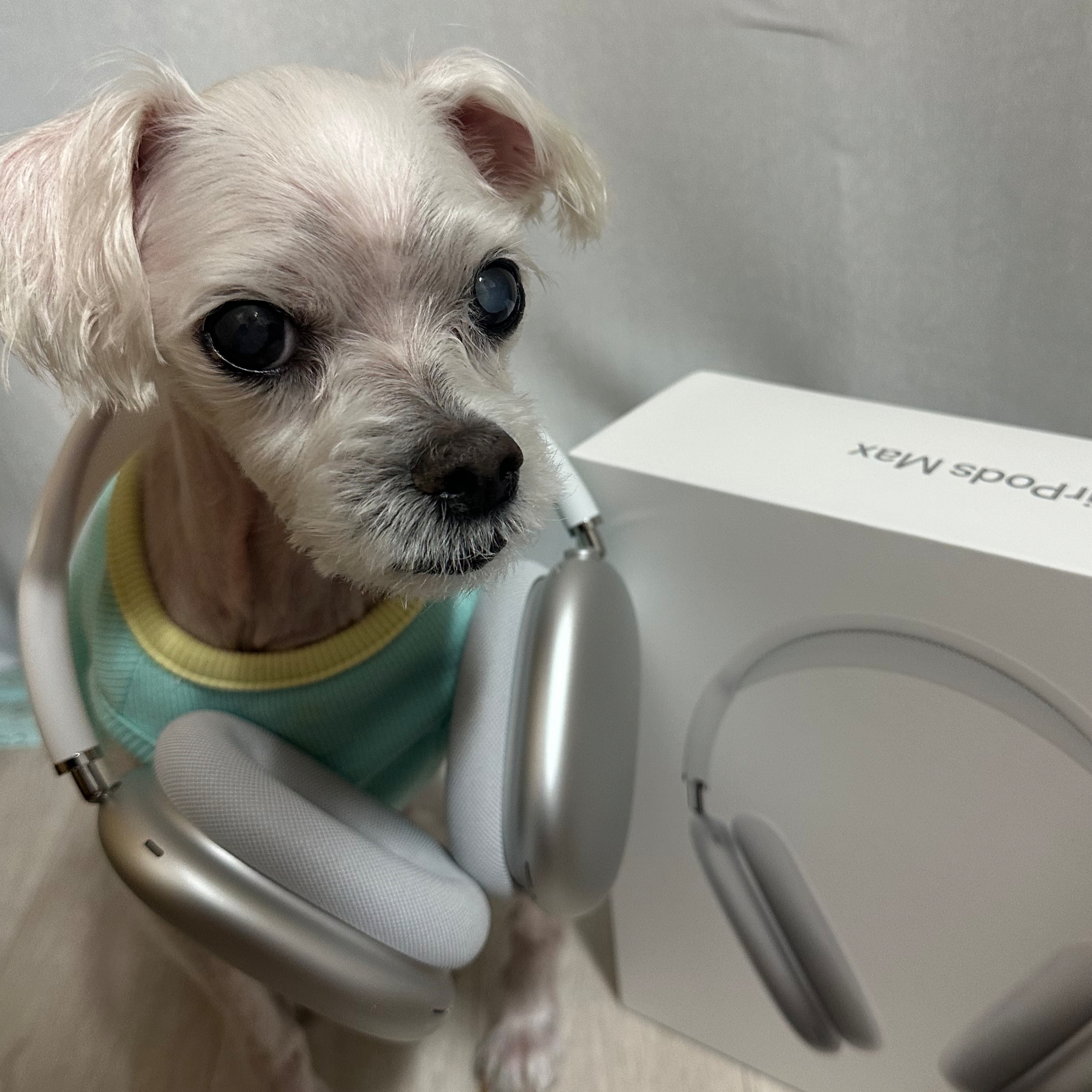 Apple AirPods Max Lightning Silver (Korean Ver.) 착용 스타일