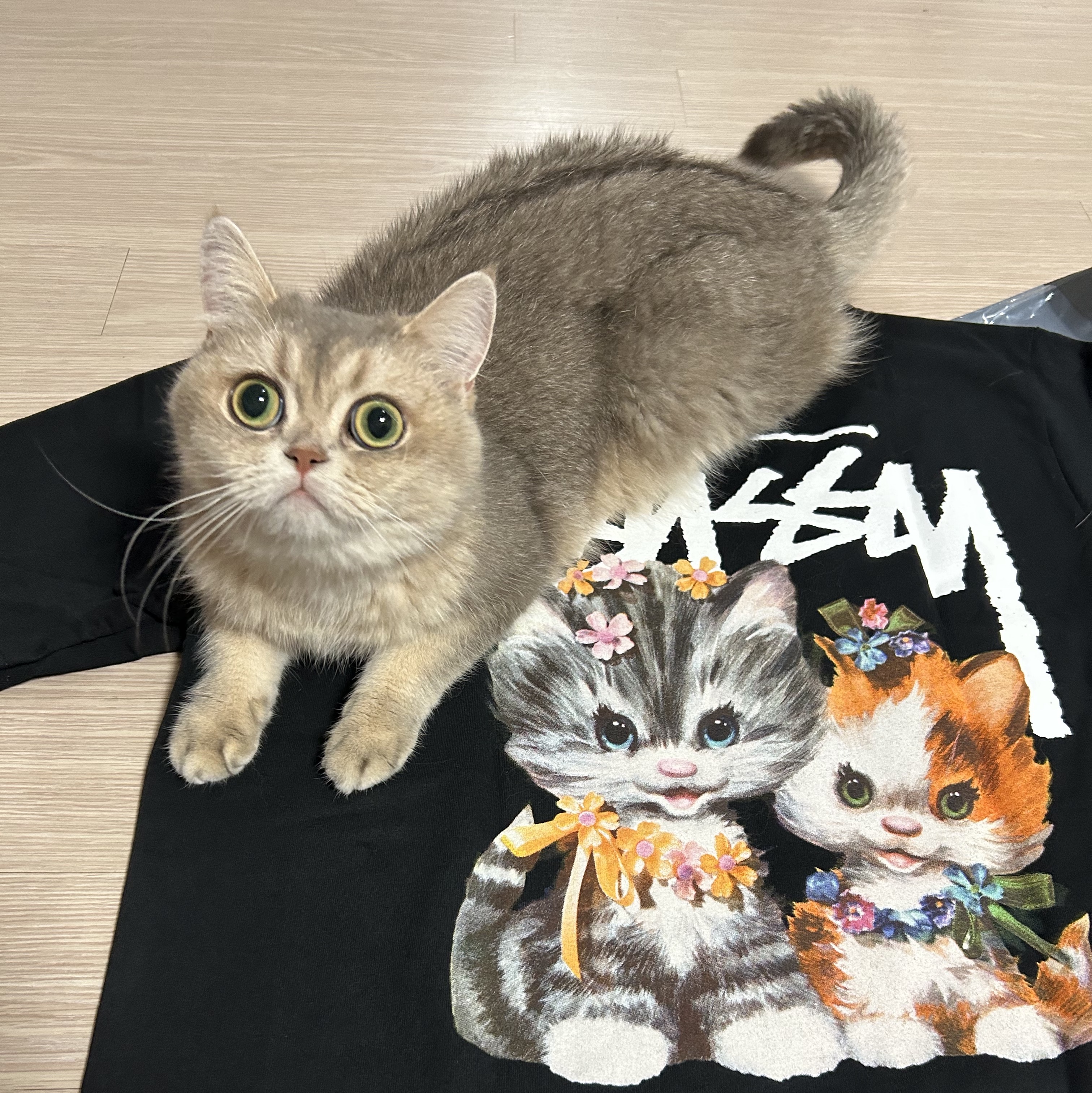 Stussy Kittens T-Shirt Black 착용 스타일