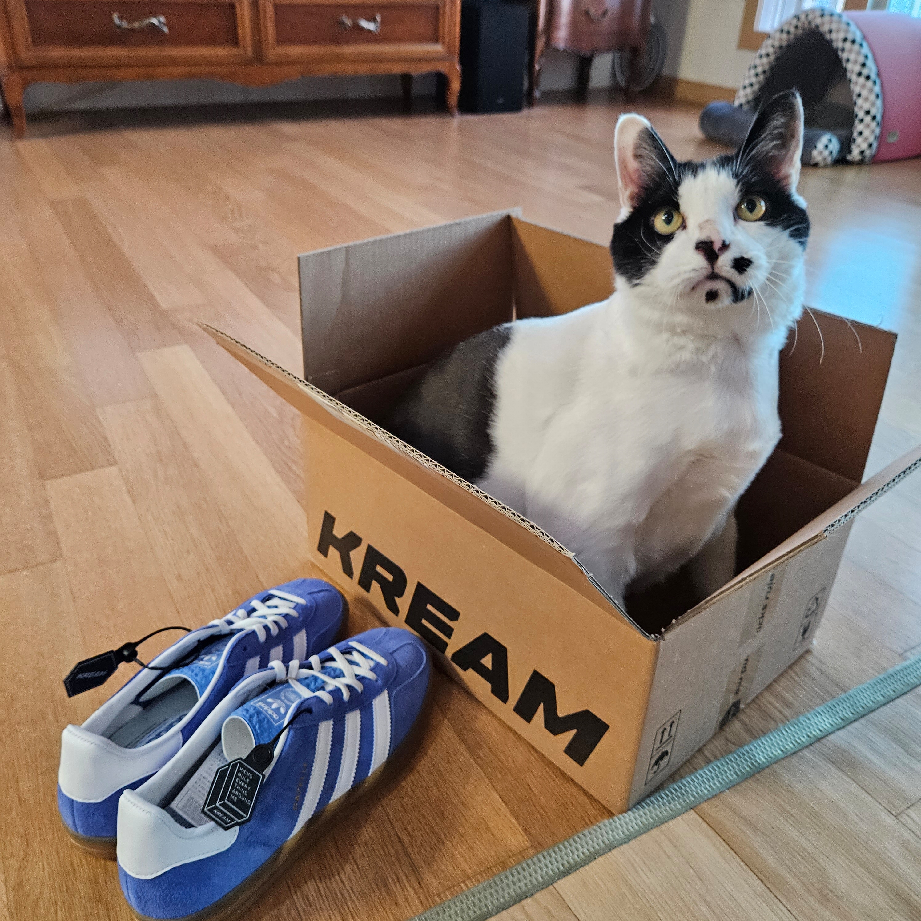 (W) Adidas Gazelle Indoor Blue Fusion Cloud White 착용 스타일