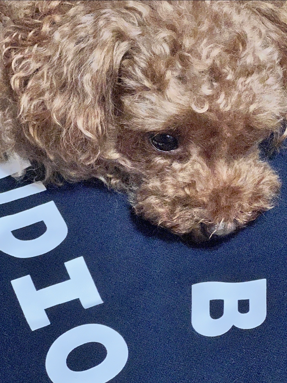IAB Studio Hoodie Navy - 21SS, Lego Brickheadz Poodle 착용 스타일