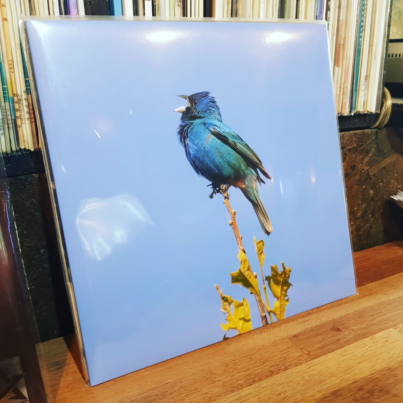 Yoon Jiyoung Blue Bird LP Clear 착용 스타일