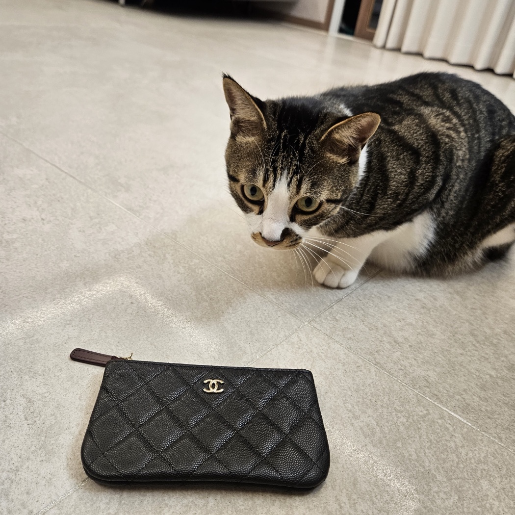 Chanel Classic Mini Pouch Grained Calfskin & Gold Black 착용 스타일