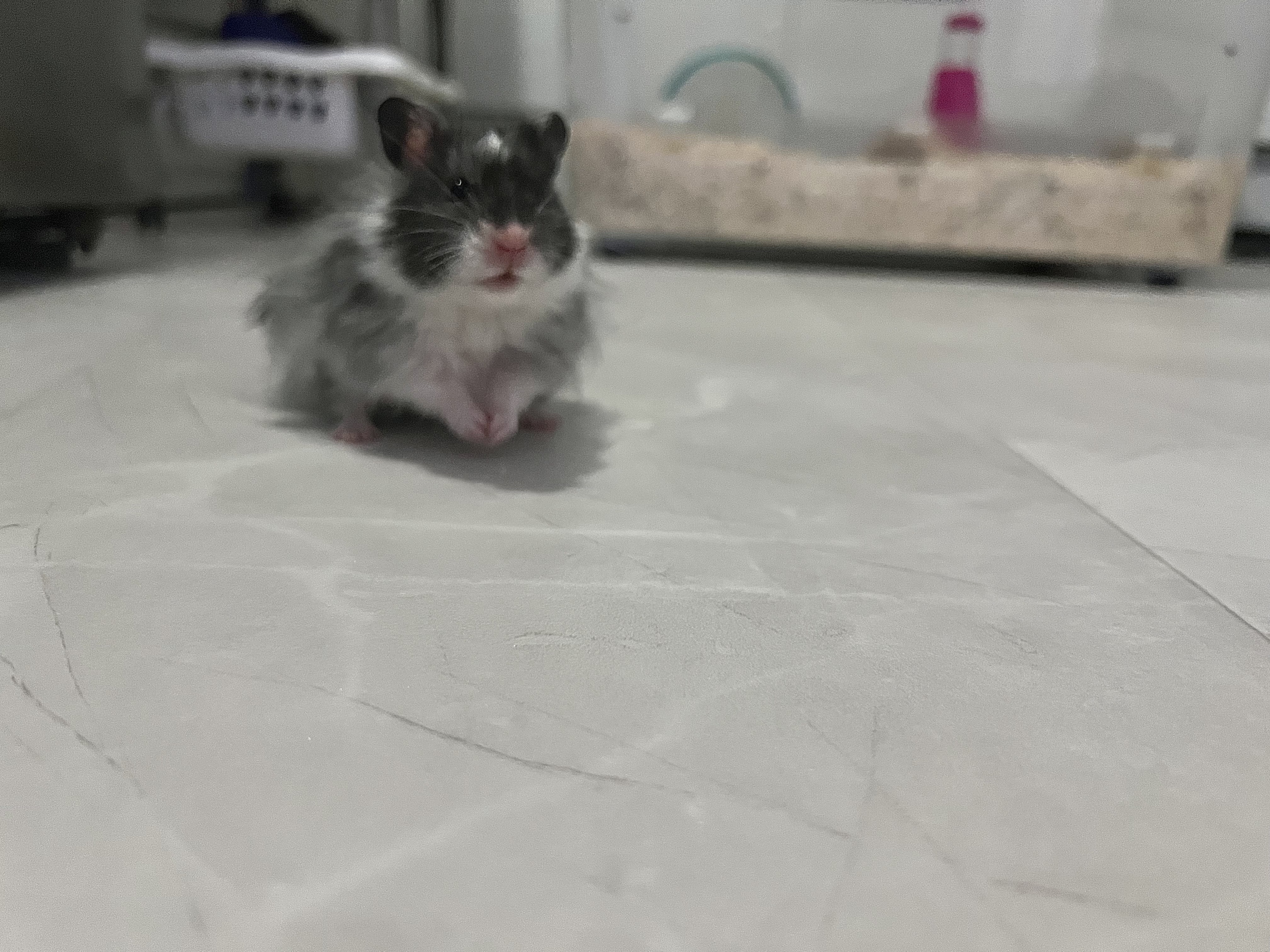 핼둥님의 스타일