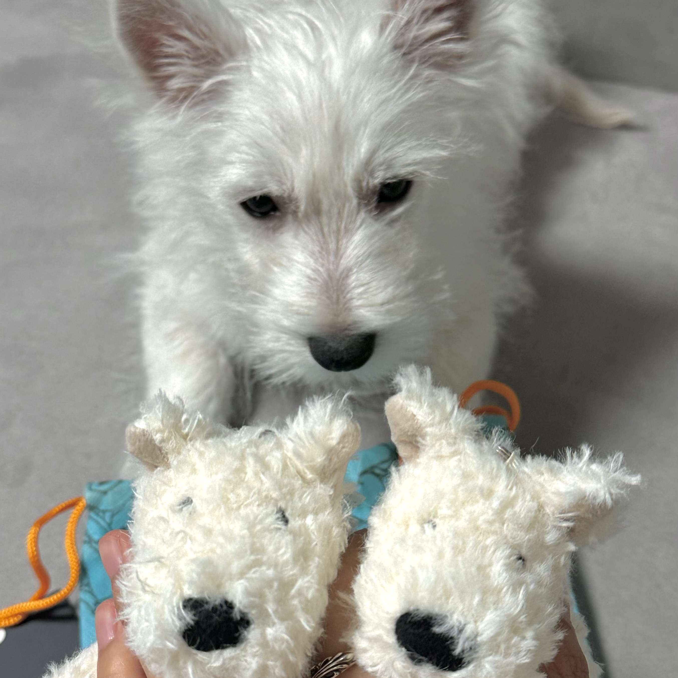 Jellycat Munro Scottie Dog Bag Charm Cream 착용 스타일