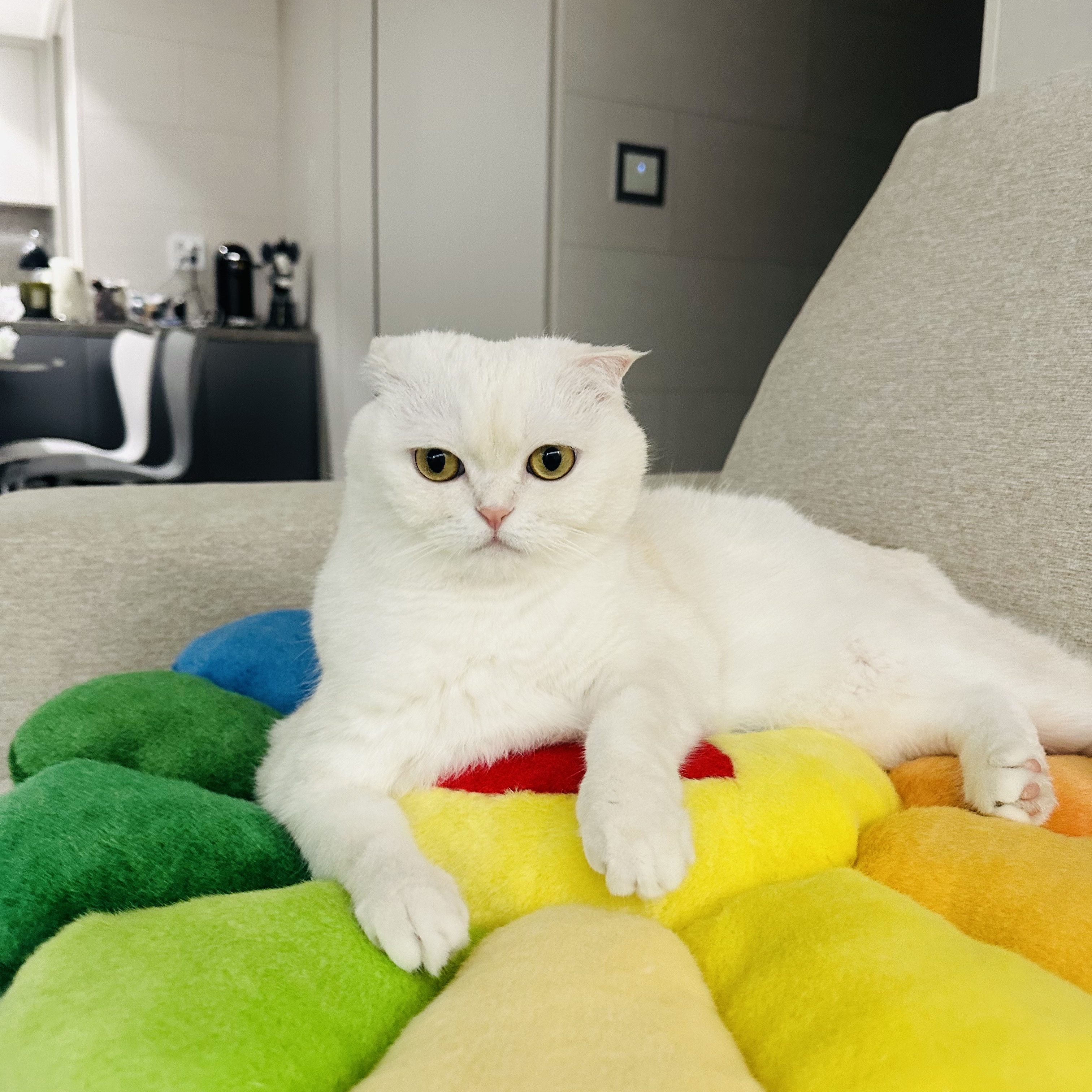 Kaikai Kiki Flower Cushion 60cm Rainbow 착용 스타일