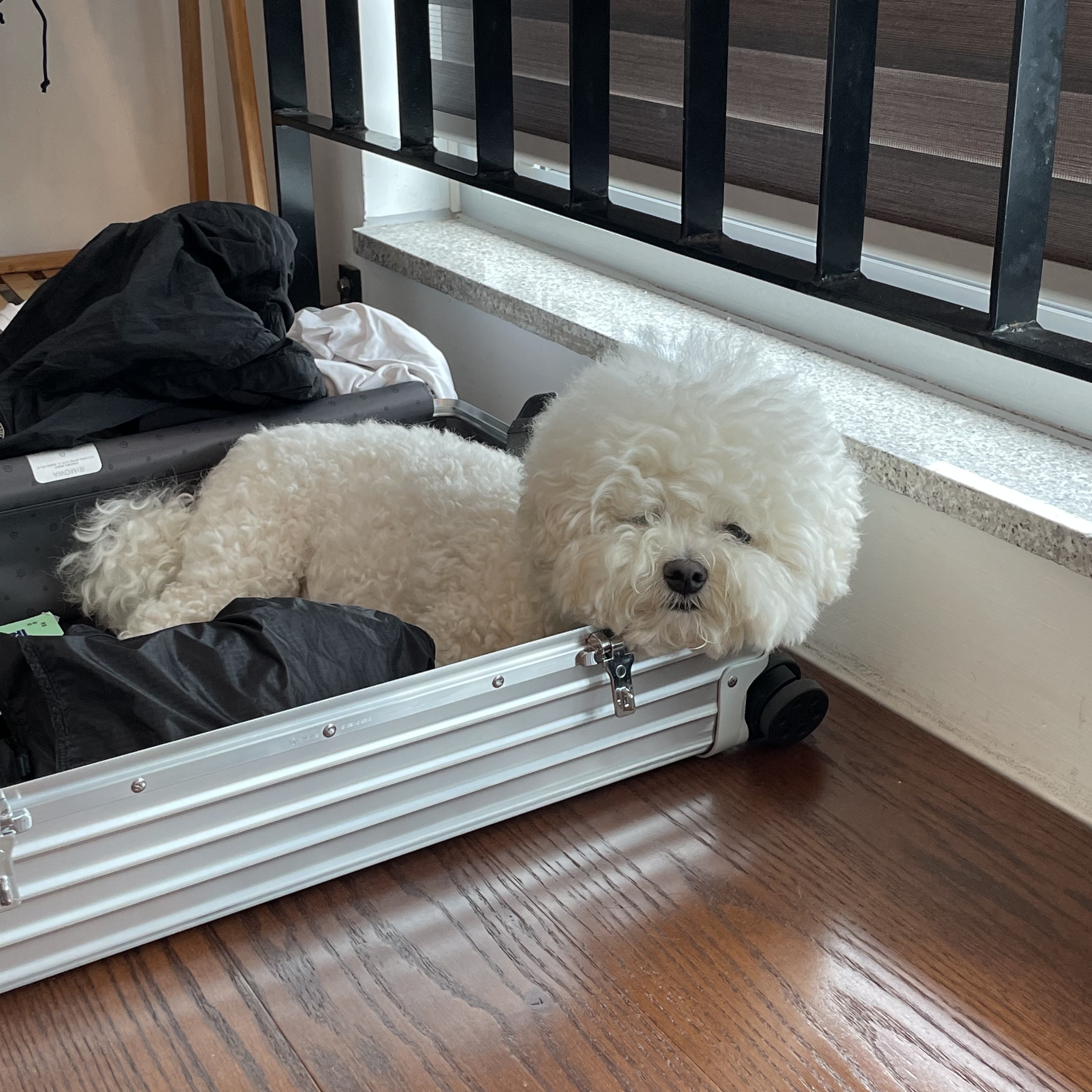 Rimowa Classic Check-In M Aluminum Silver 착용 스타일 - 1