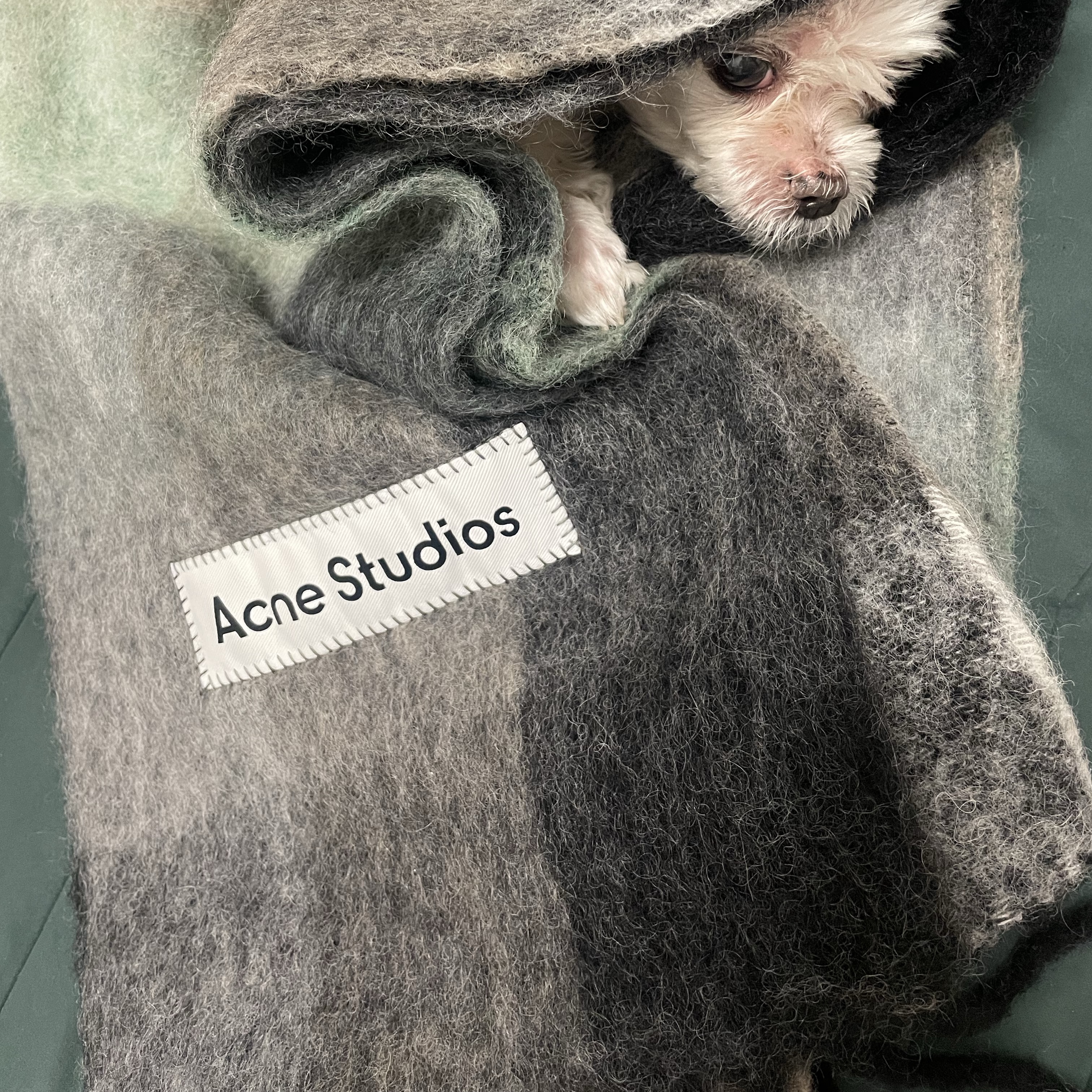 Acne Studios Mohair Check Muffler Grey Green Black 착용 스타일