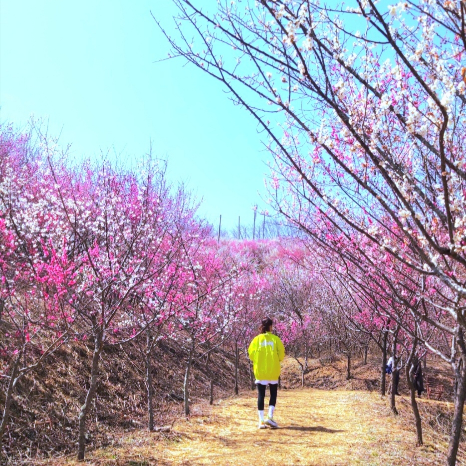 Nike x Stussy Windrunner Jacket Bright Cactus 착용 스타일