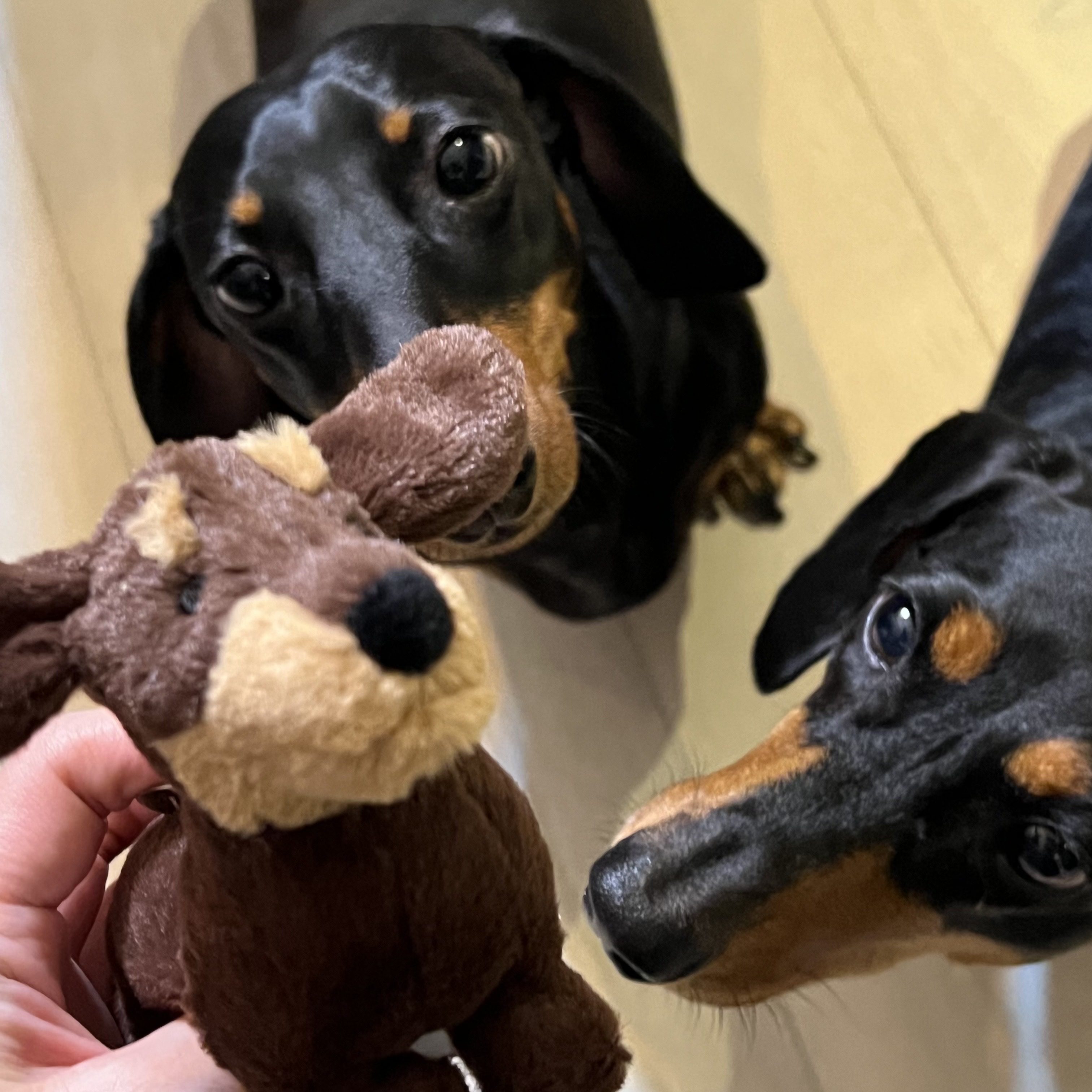 Jellycat Otto Sausage Dog Bag Charm Brown, Porter Tanker Duffle Bag L Black 착용 스타일 - 1