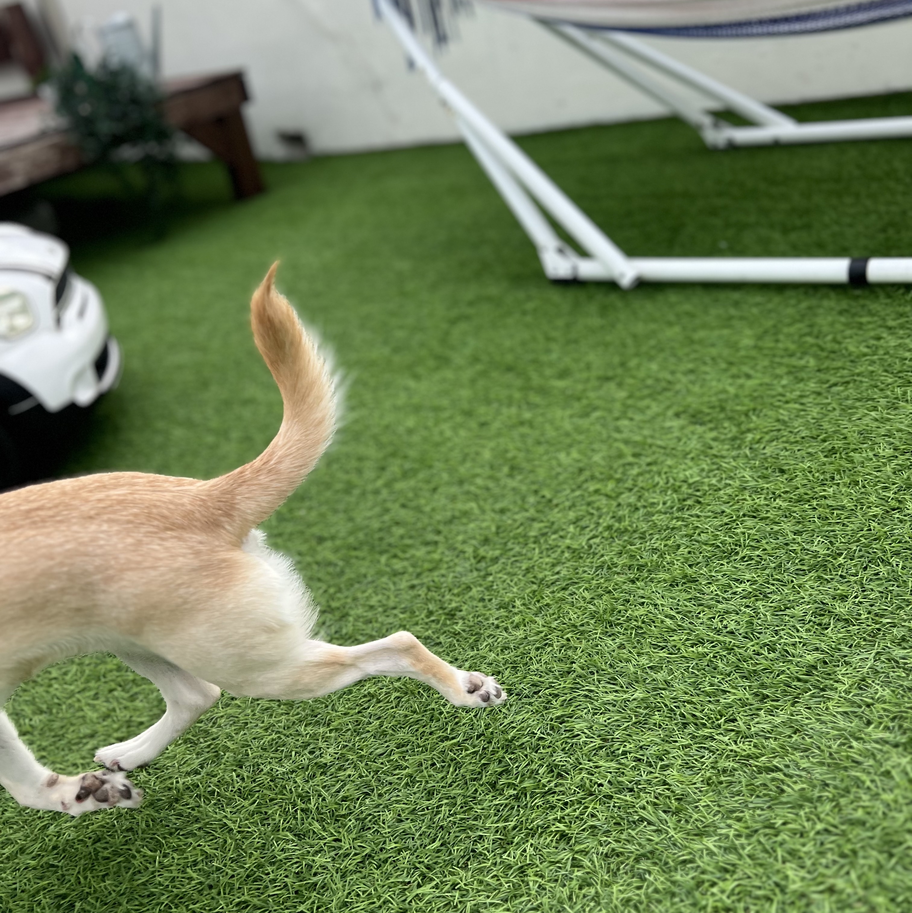 Apple Watch Hermes Series 8 45mm Silver Stainless Steel Case with Single Tour Rose Texas (Korean Ver.), AMI de Coeur Oxford Button Down Shirt Natural White 착용 스타일 - 3