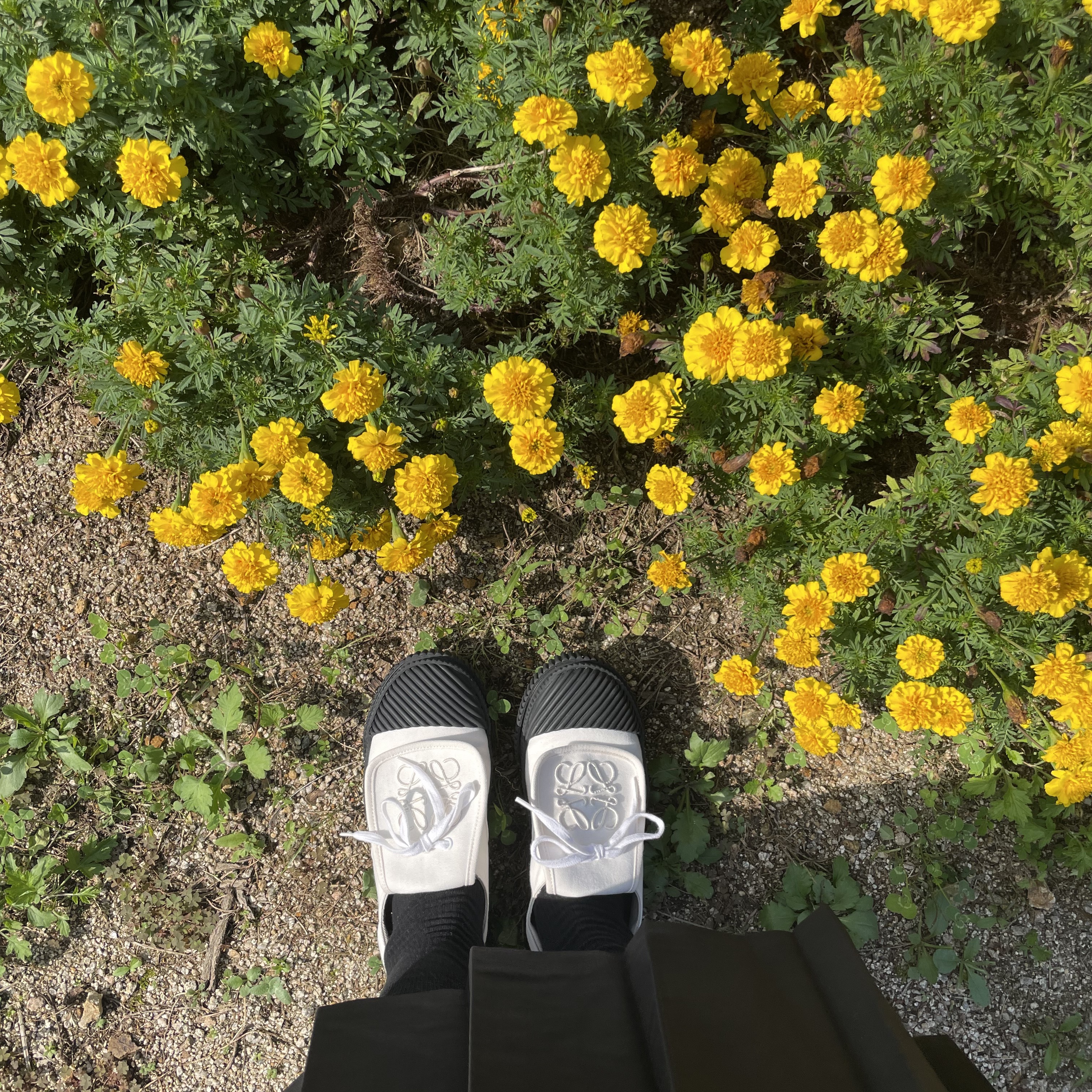 (W) Loewe Anagram Flap Sneakers in Canvas Soft White 착용 스타일 - 1
