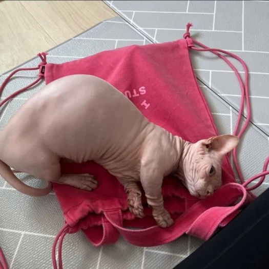 스타일 카드