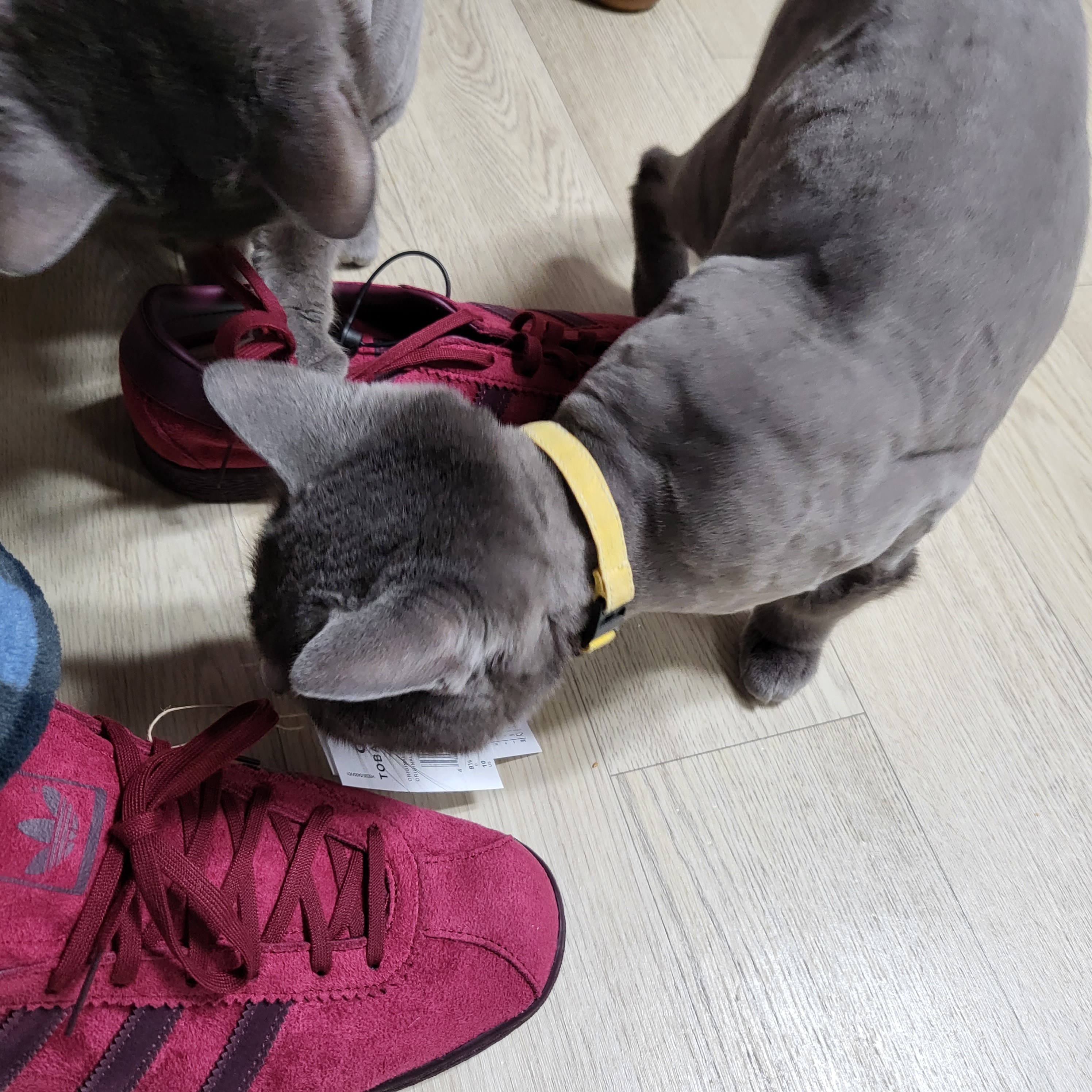 Adidas Tobacco Gruen Collegiate Burgundy 착용 스타일 - 1