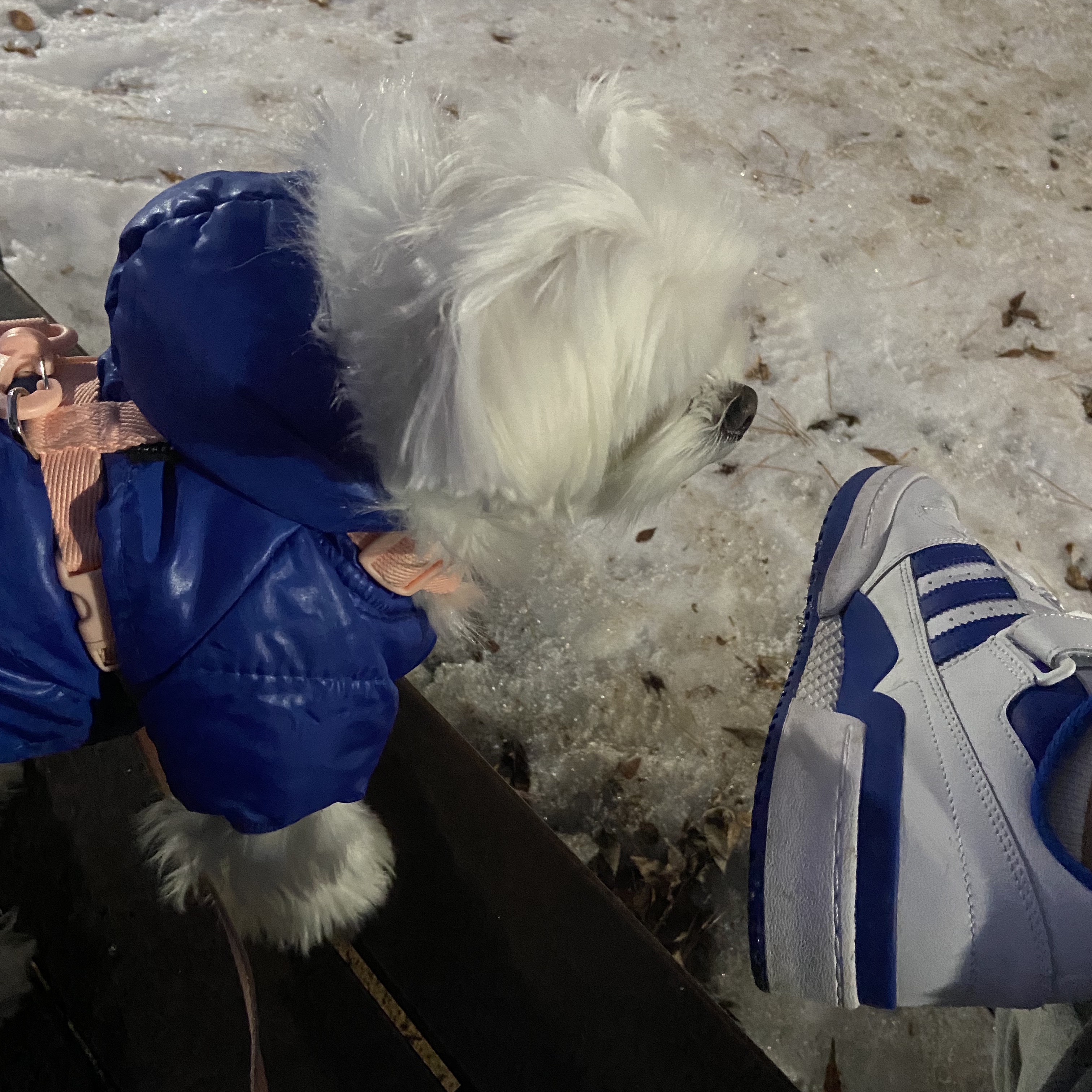 Adidas Forum Low White Royal Blue 착용 스타일 - 1