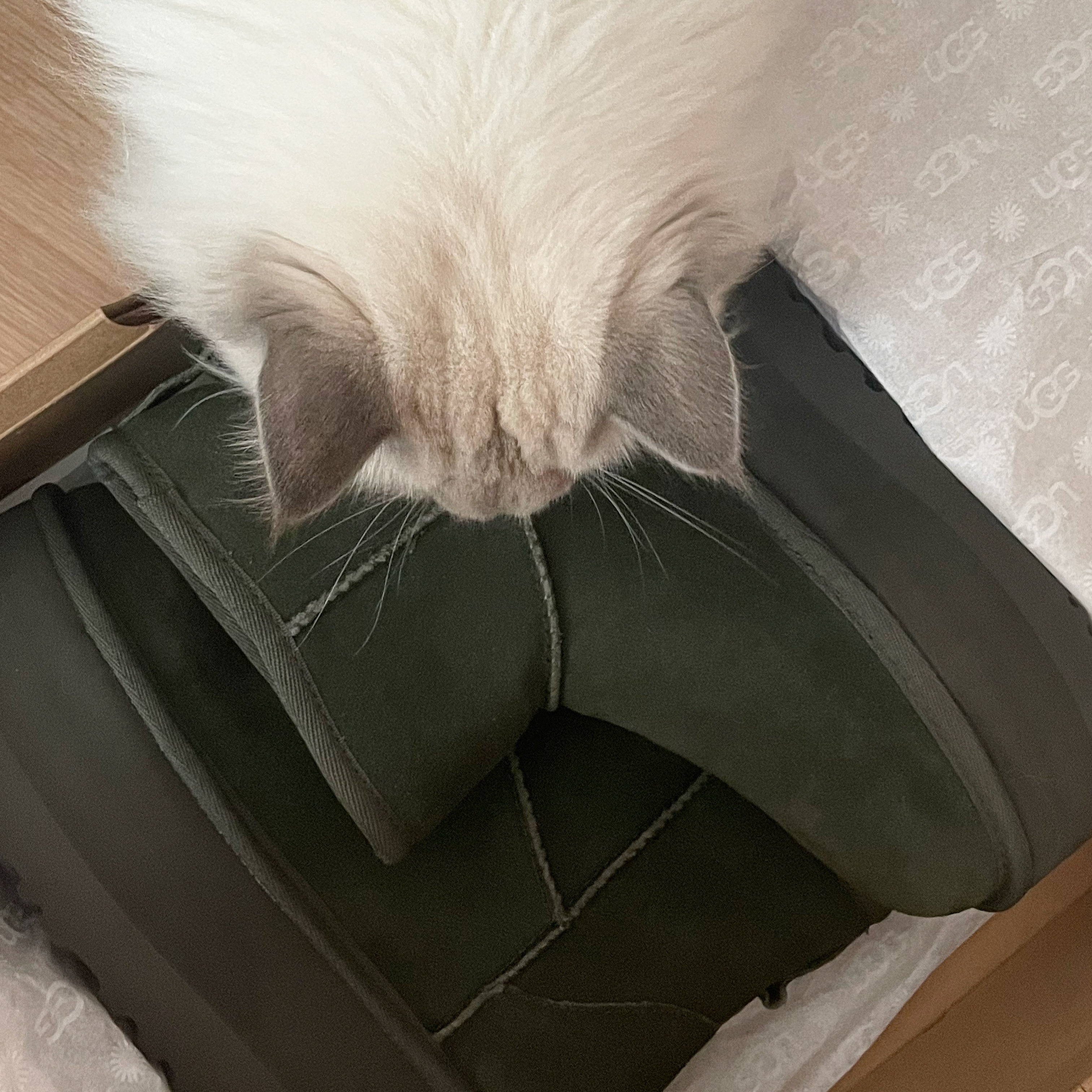 (W) UGG Classic Mini Platform Boots Forest Night 착용 스타일