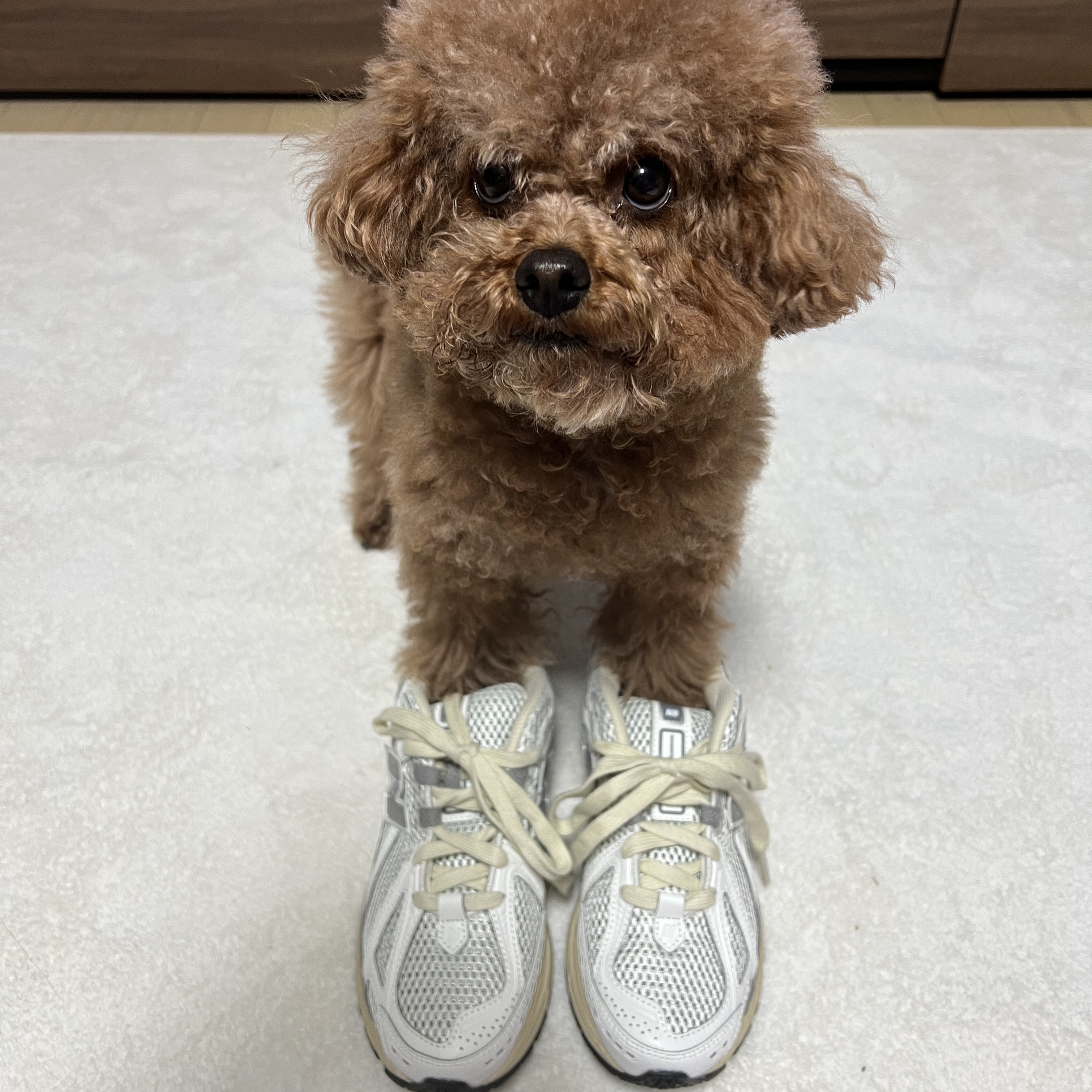New Balance 1906R White Gray 착용 스타일
