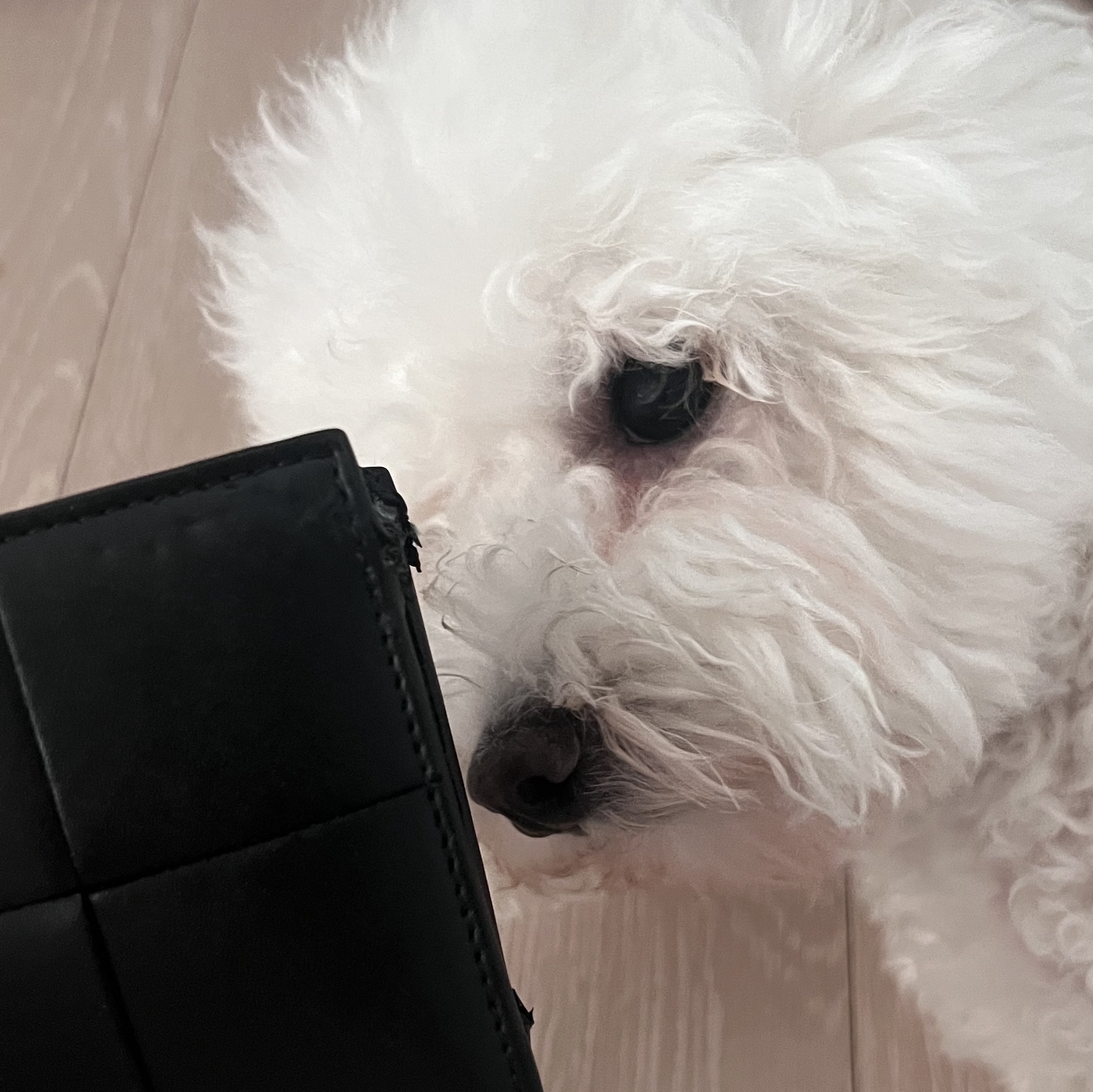 Bottega Veneta Bi-Fold Wallet Black 착용 스타일