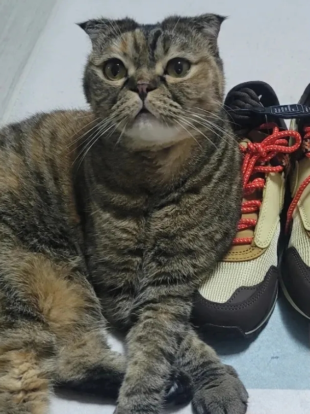 Nike x Travis Scott Air Max 1 Cact.us Brown, Nike x Travis Scott Air Max 1 Cact.us Gold 착용 스타일 - 3