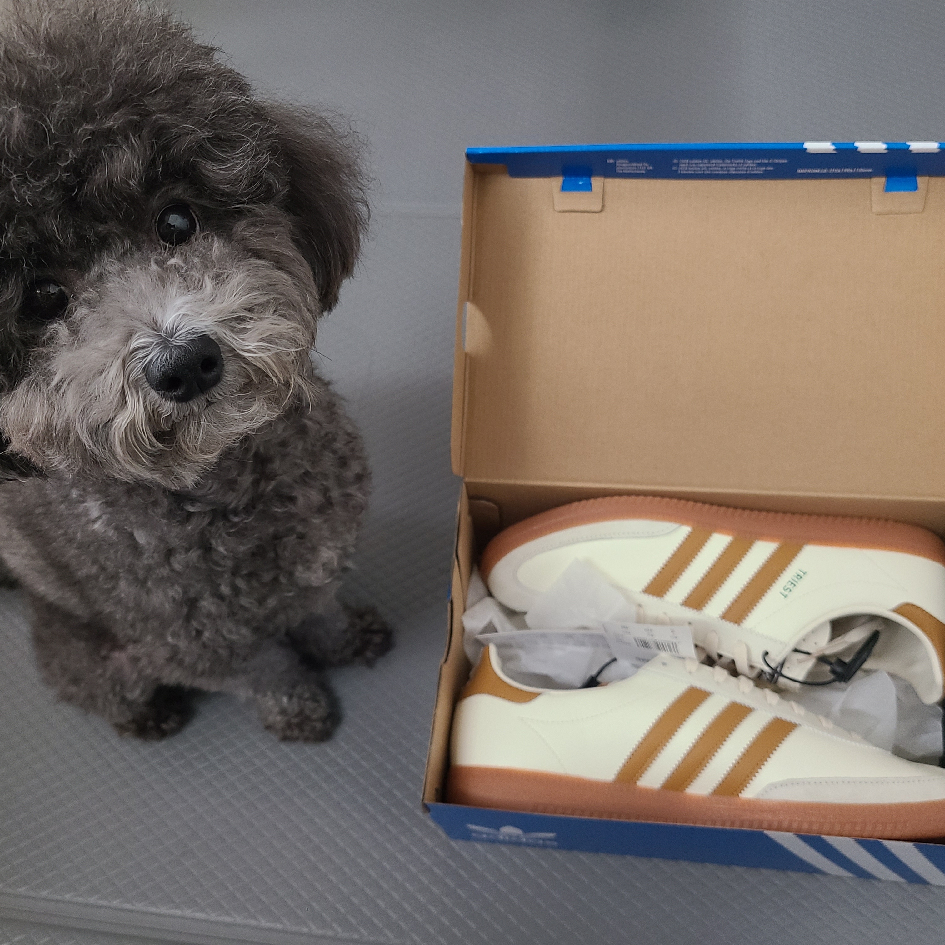 Adidas City Series Triest Cream White 착용 스타일