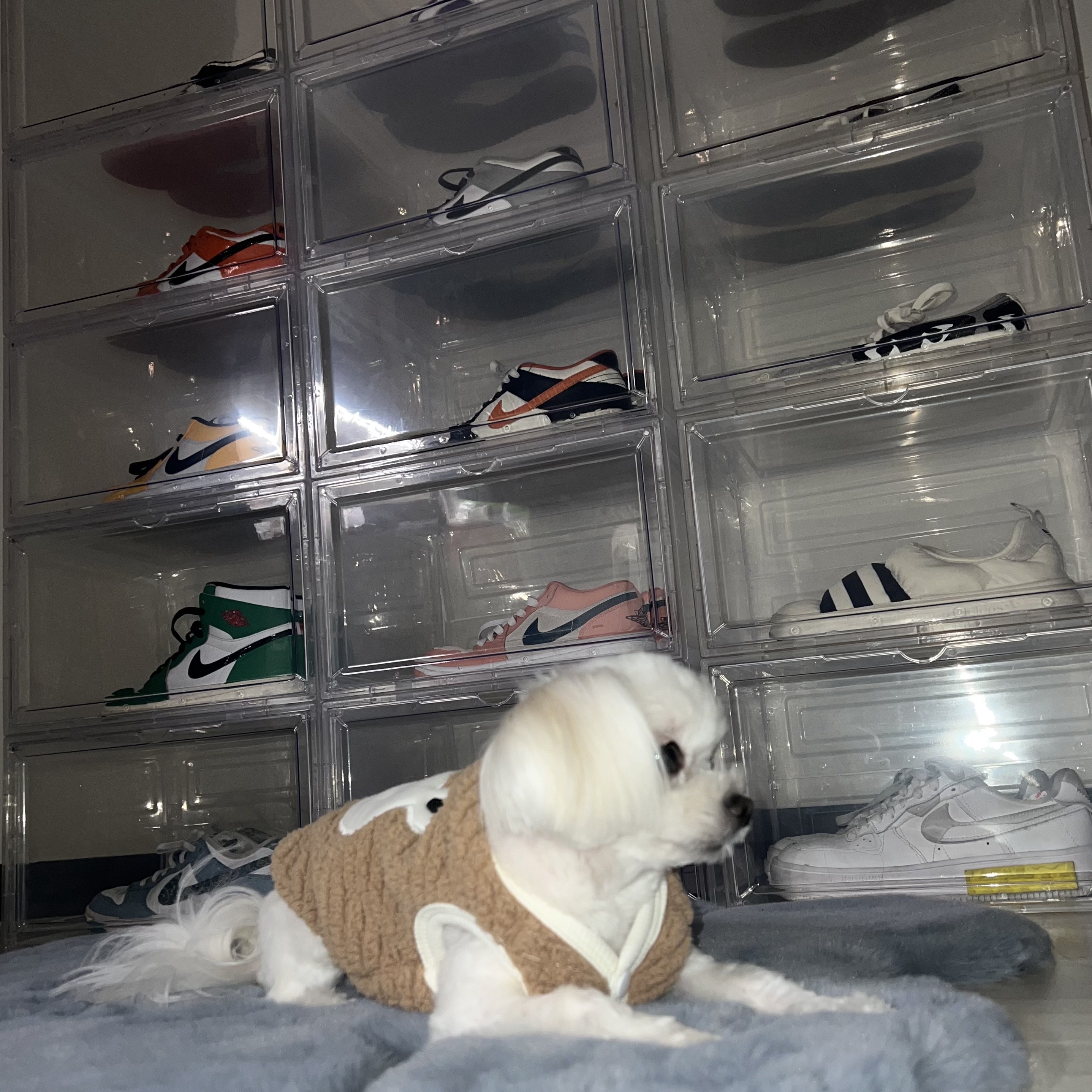초댕님의 스타일 - 2
