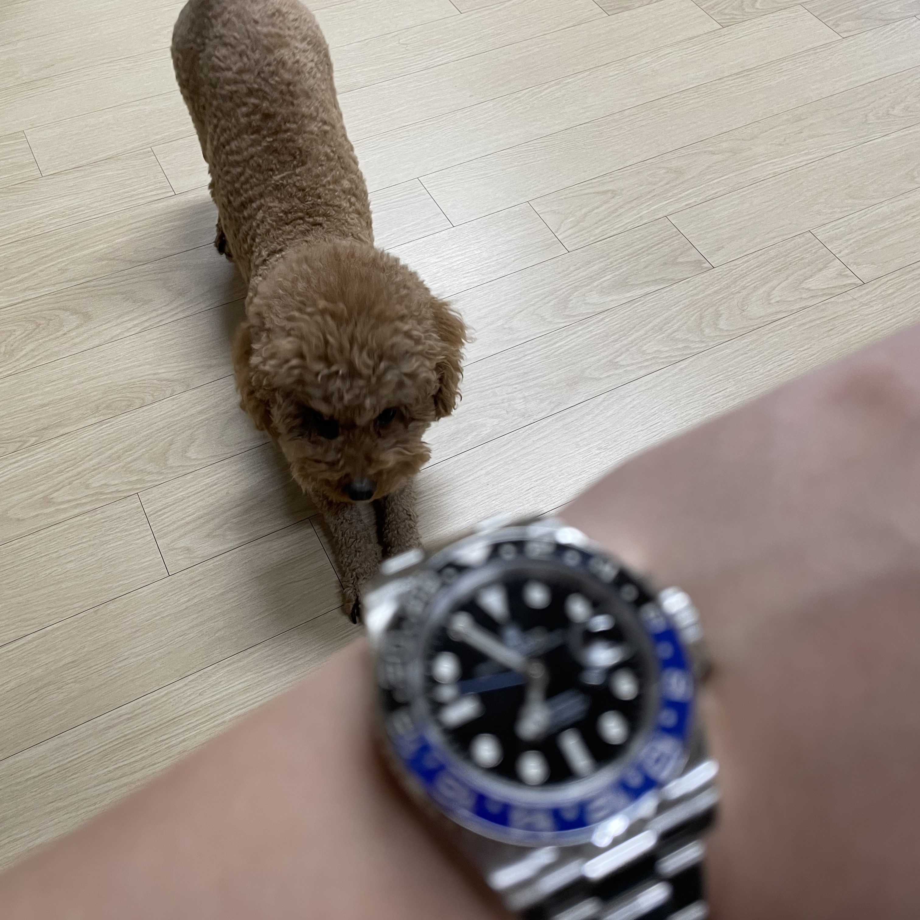 Rolex GMT-Master II 40mm 126710BLNR Black Oyster 착용 스타일 - 2