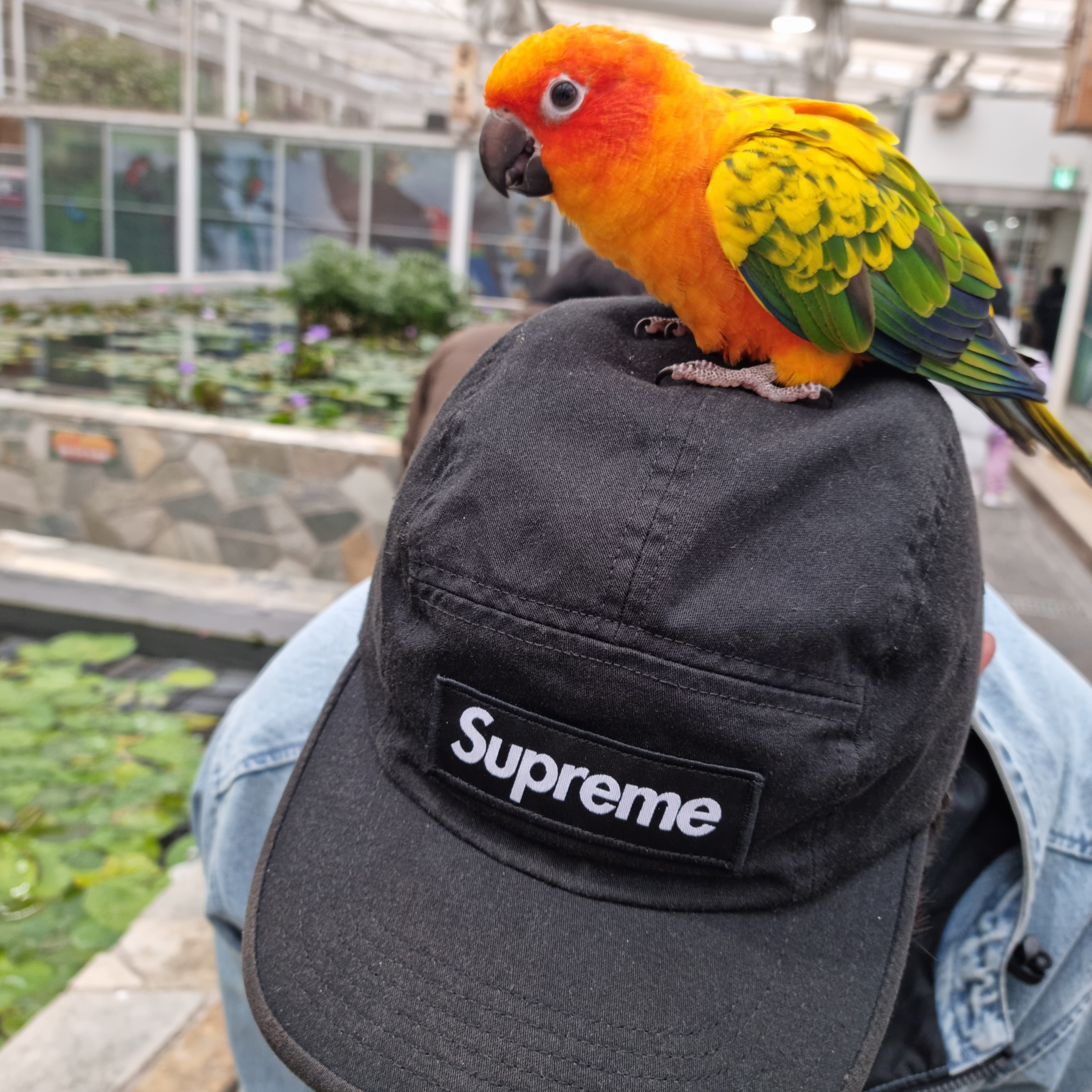 Supreme x Nike ACG Denim Pullover Washed Blue - 22FW, Nike x Fear of God Warm Up Pants Off Noir 착용 스타일 - 3