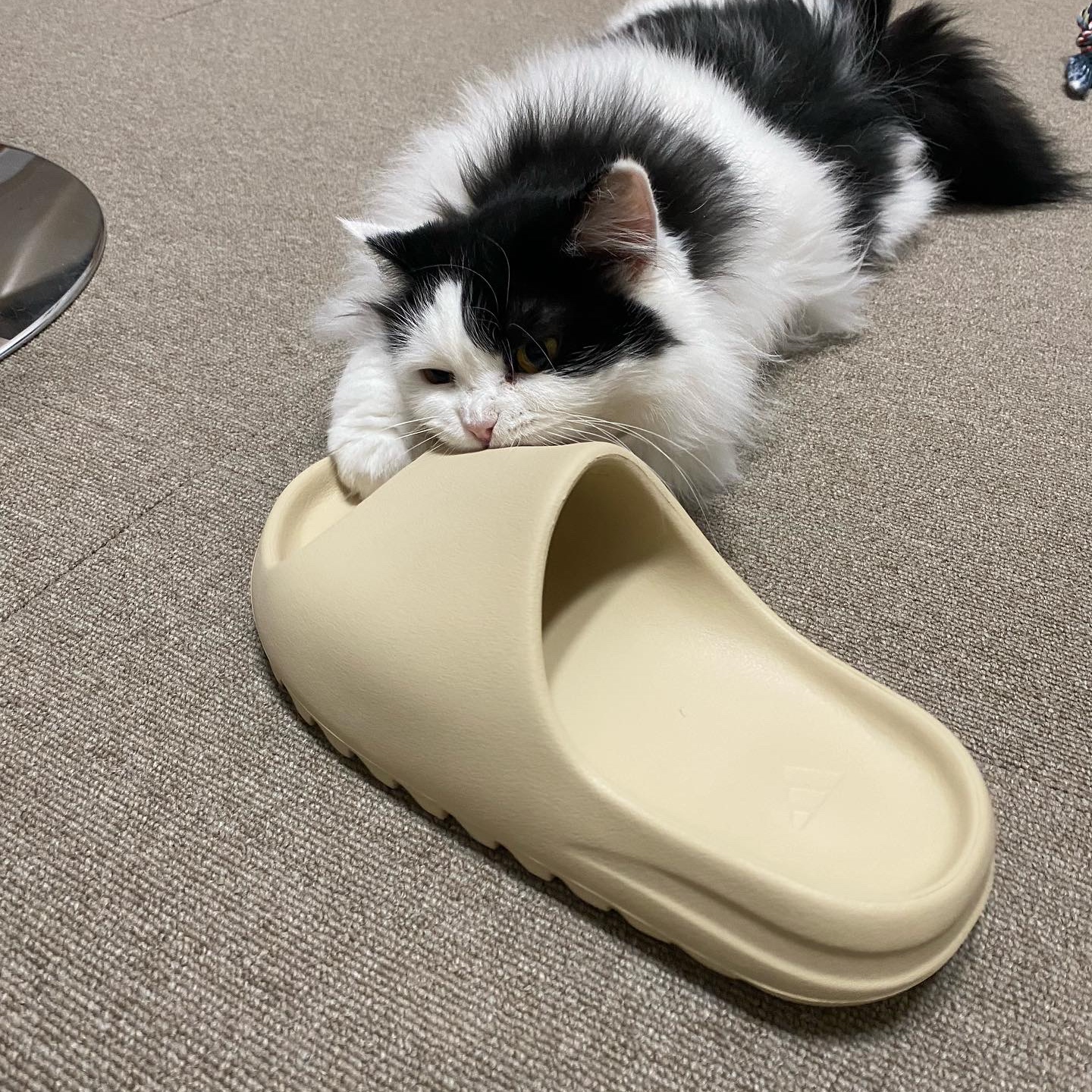 Adidas Yeezy Slide Bone 2022/2023 착용 스타일 - 1