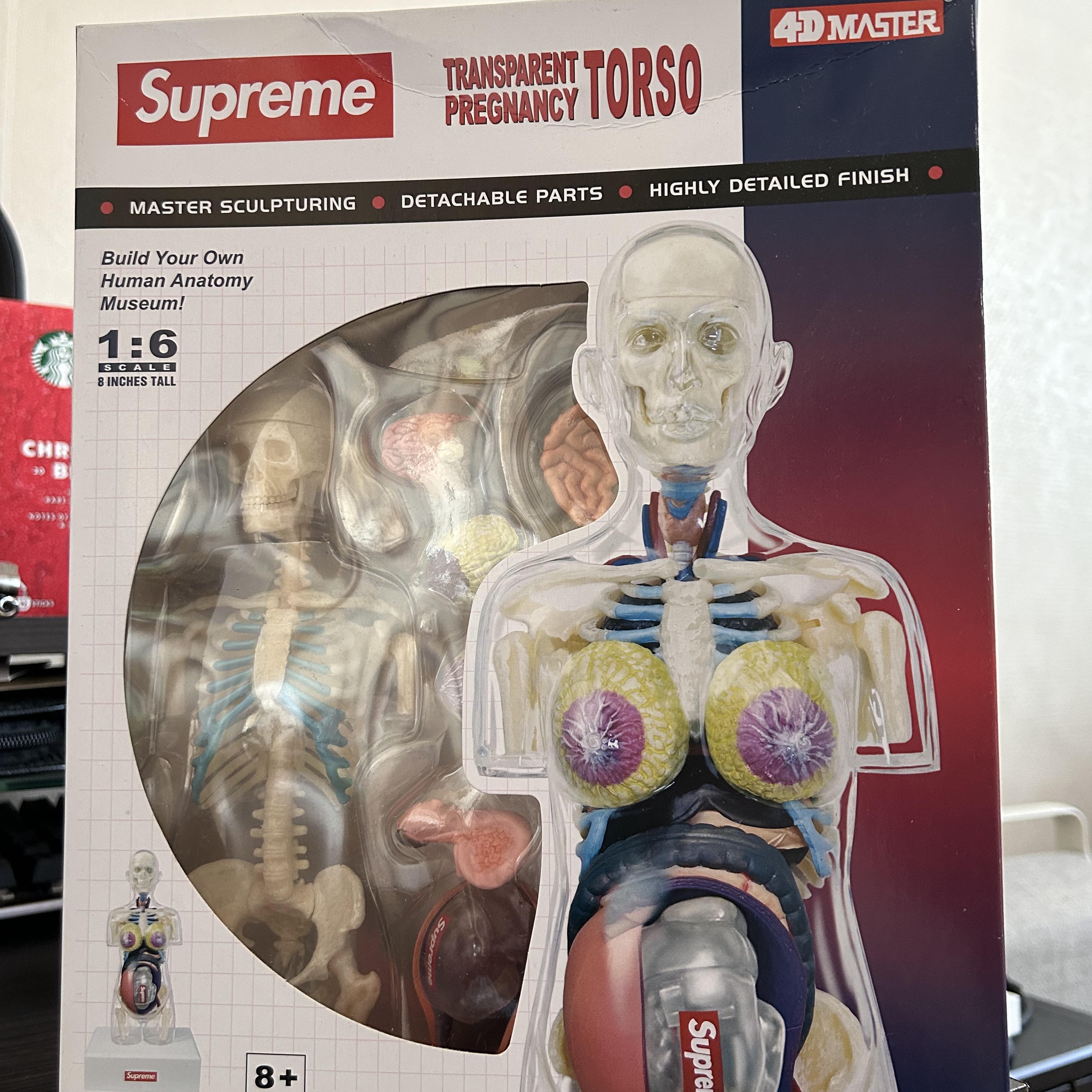 Supreme Female Anatomy Model Clear - 18FW 착용 스타일