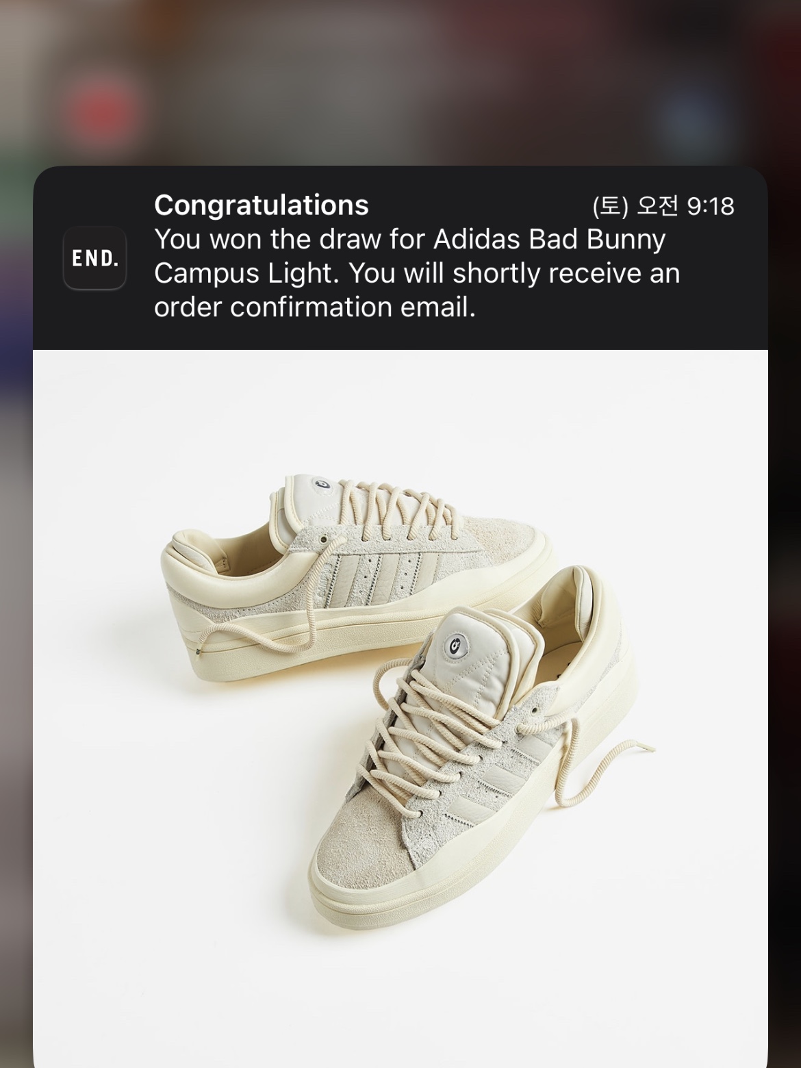 Adidas x Bad Bunny Campus Light Cloud White 착용 스타일 - 5