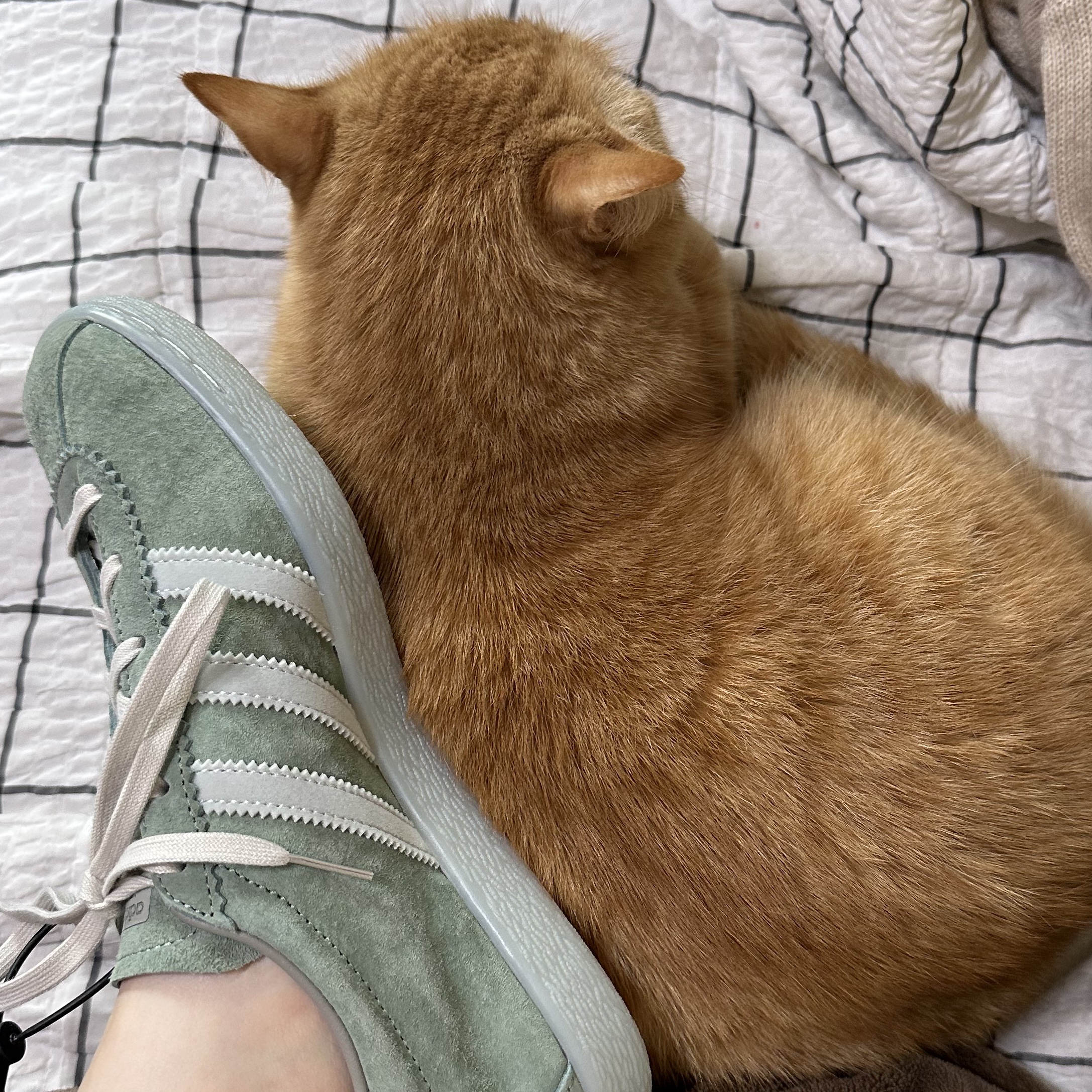 Adidas Tobacco Silver Green Pantone 착용 스타일 - 3