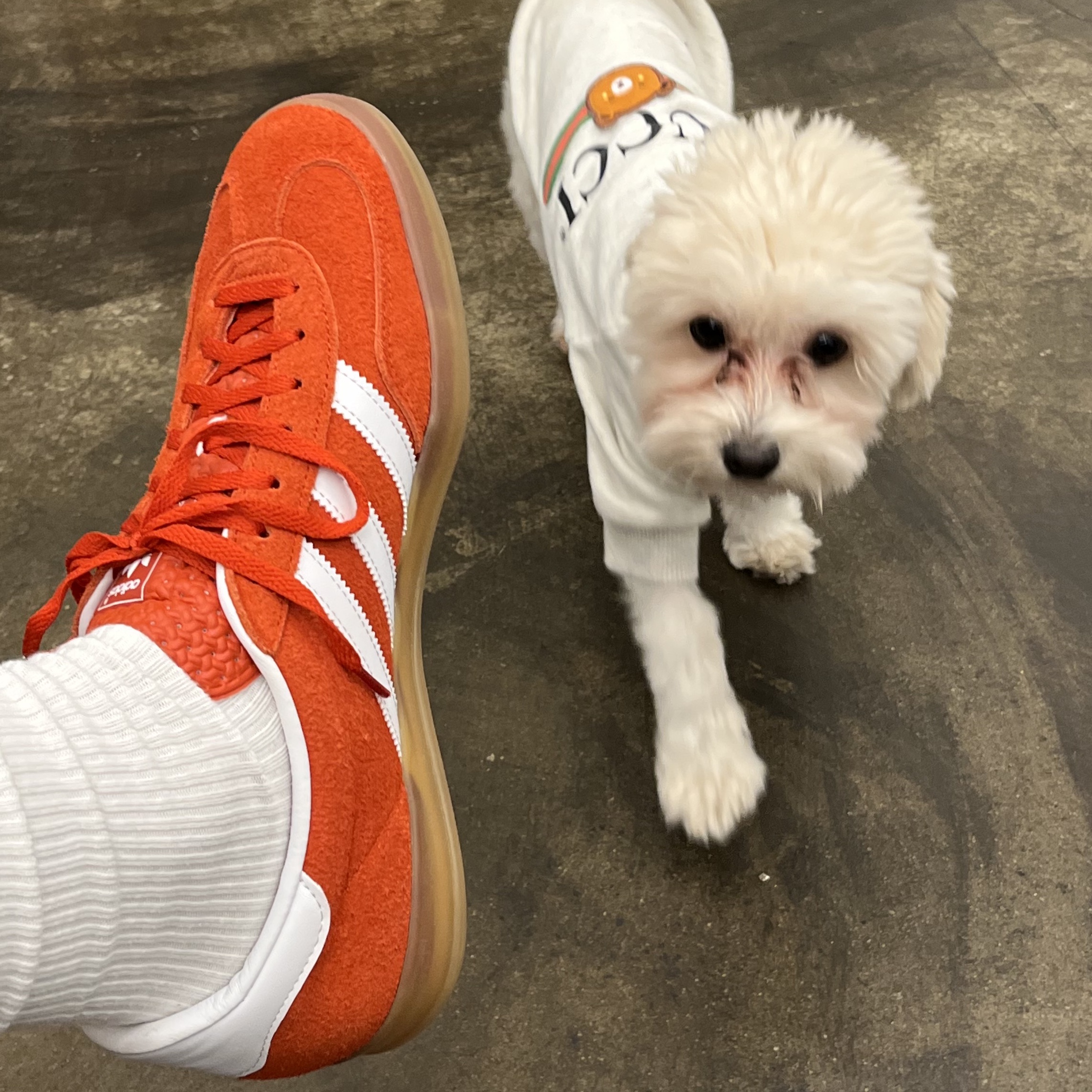 (W) Adidas Gazelle Indoor Bold Orange Cloud White 착용 스타일 - 1