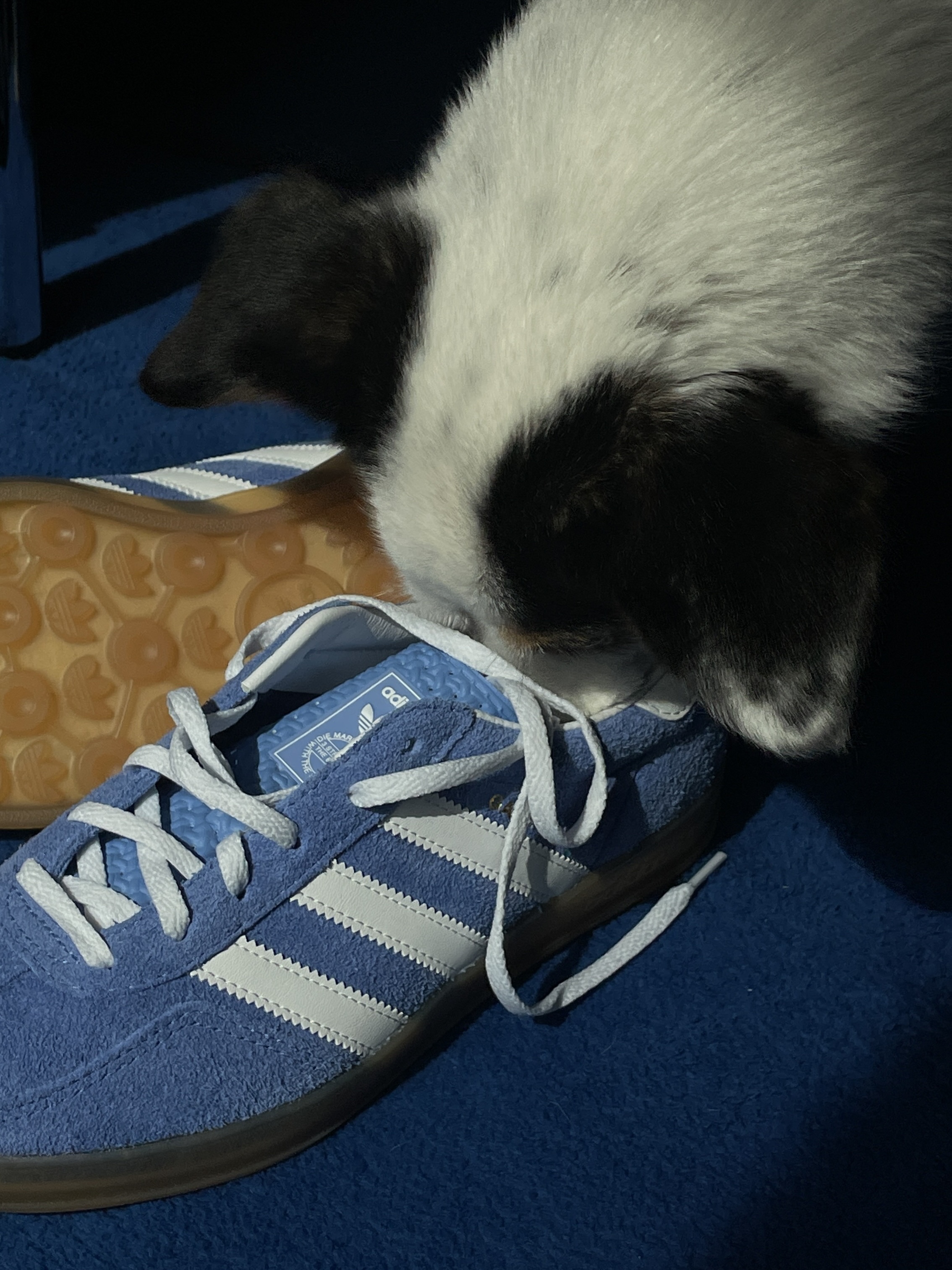 (W) Adidas Gazelle Indoor Blue Fusion Cloud White 착용 스타일 - 3