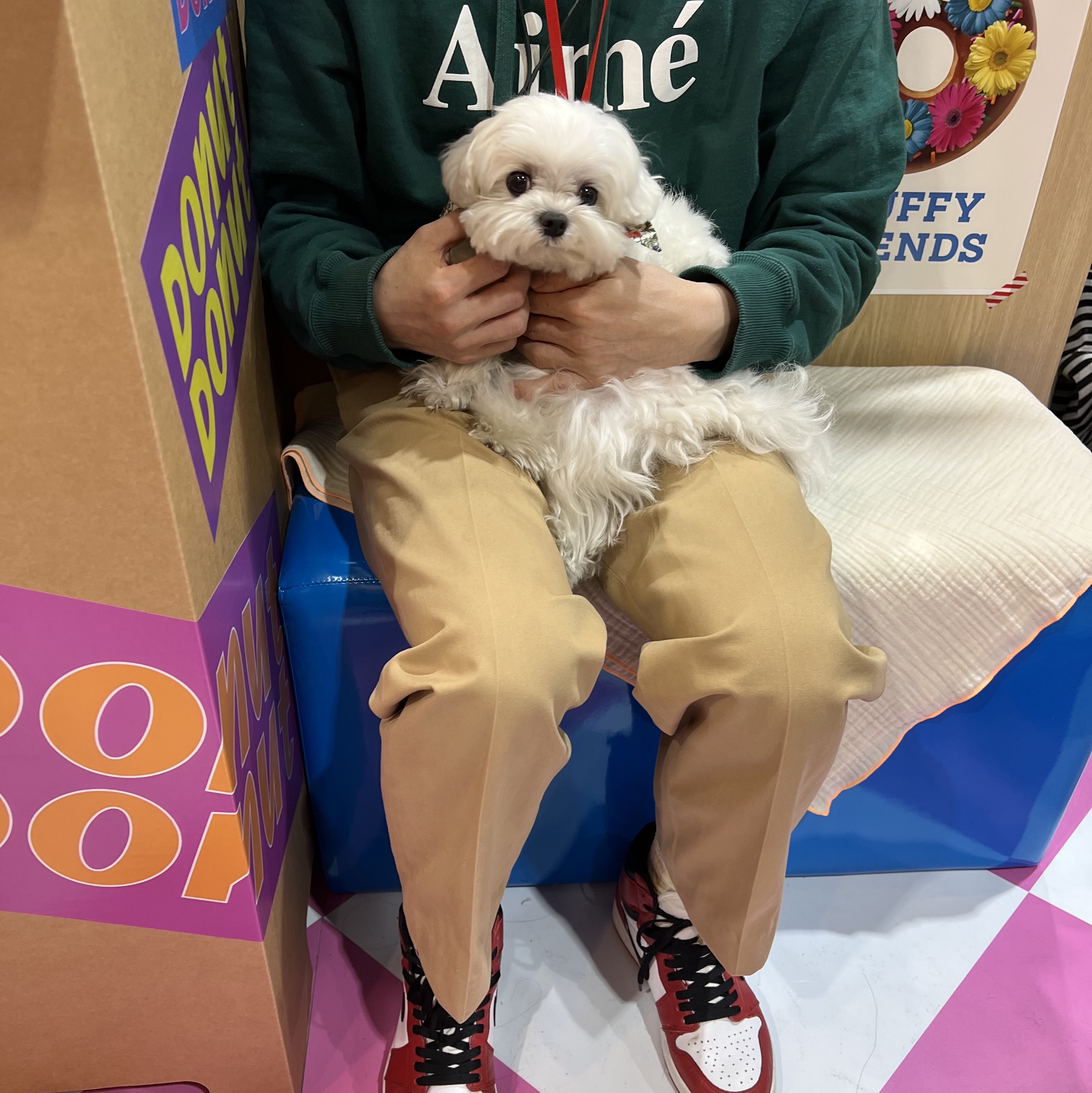 Jordan 1 Retro High OG Chicago 2015, Aime Leon Dore Aime Logo Hoodie Rain Forest 착용 스타일